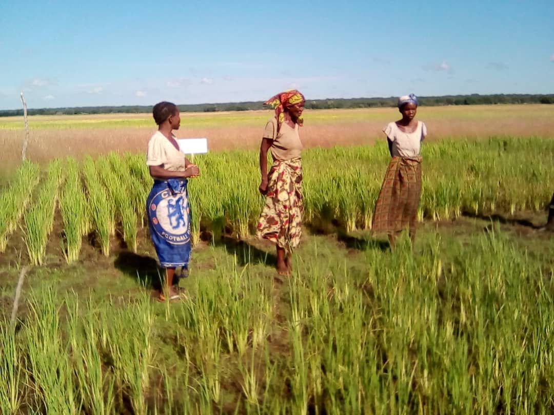 OPAD Climate Action - Sustainable Agriculture