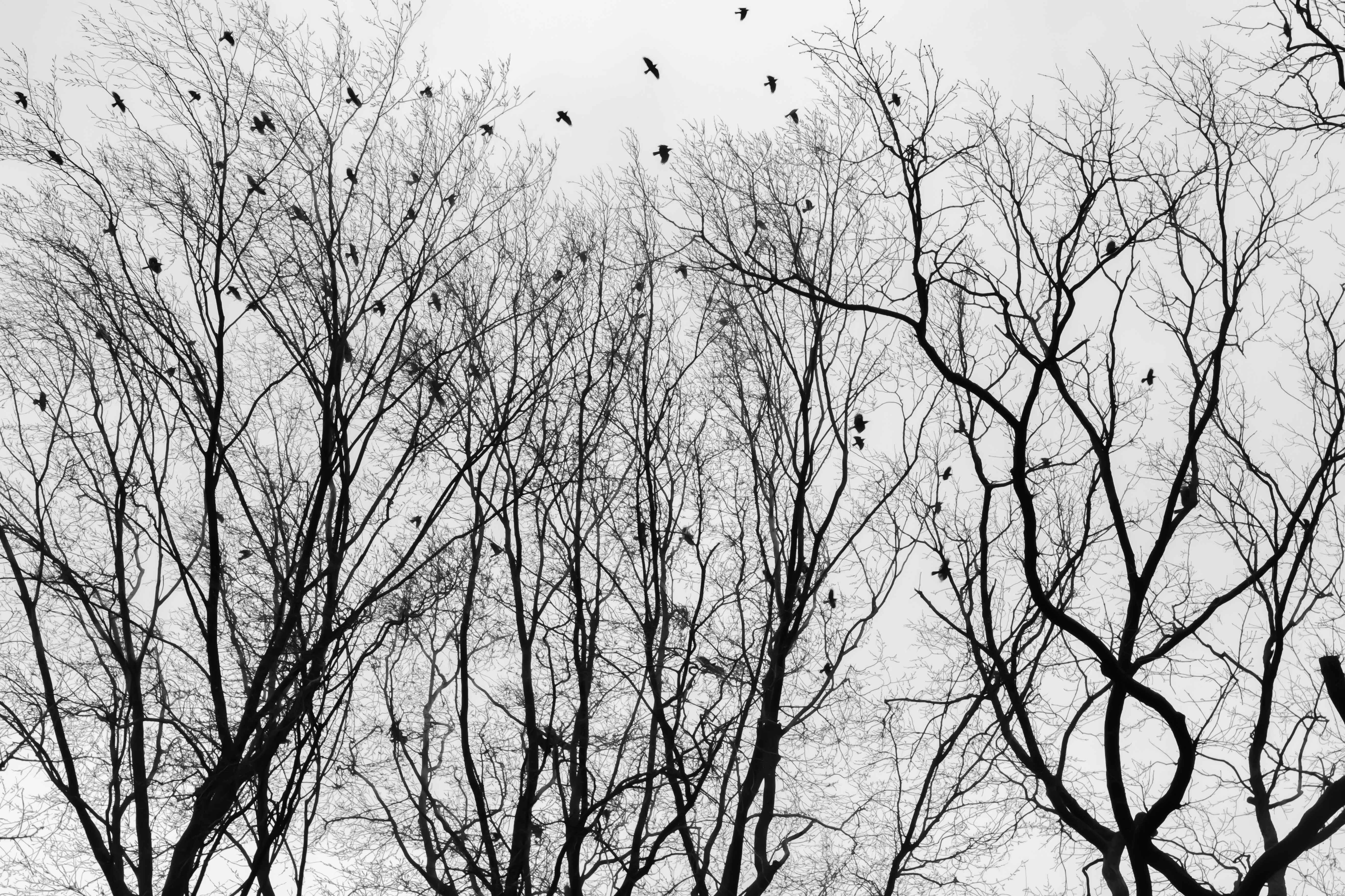 Flight Pattern