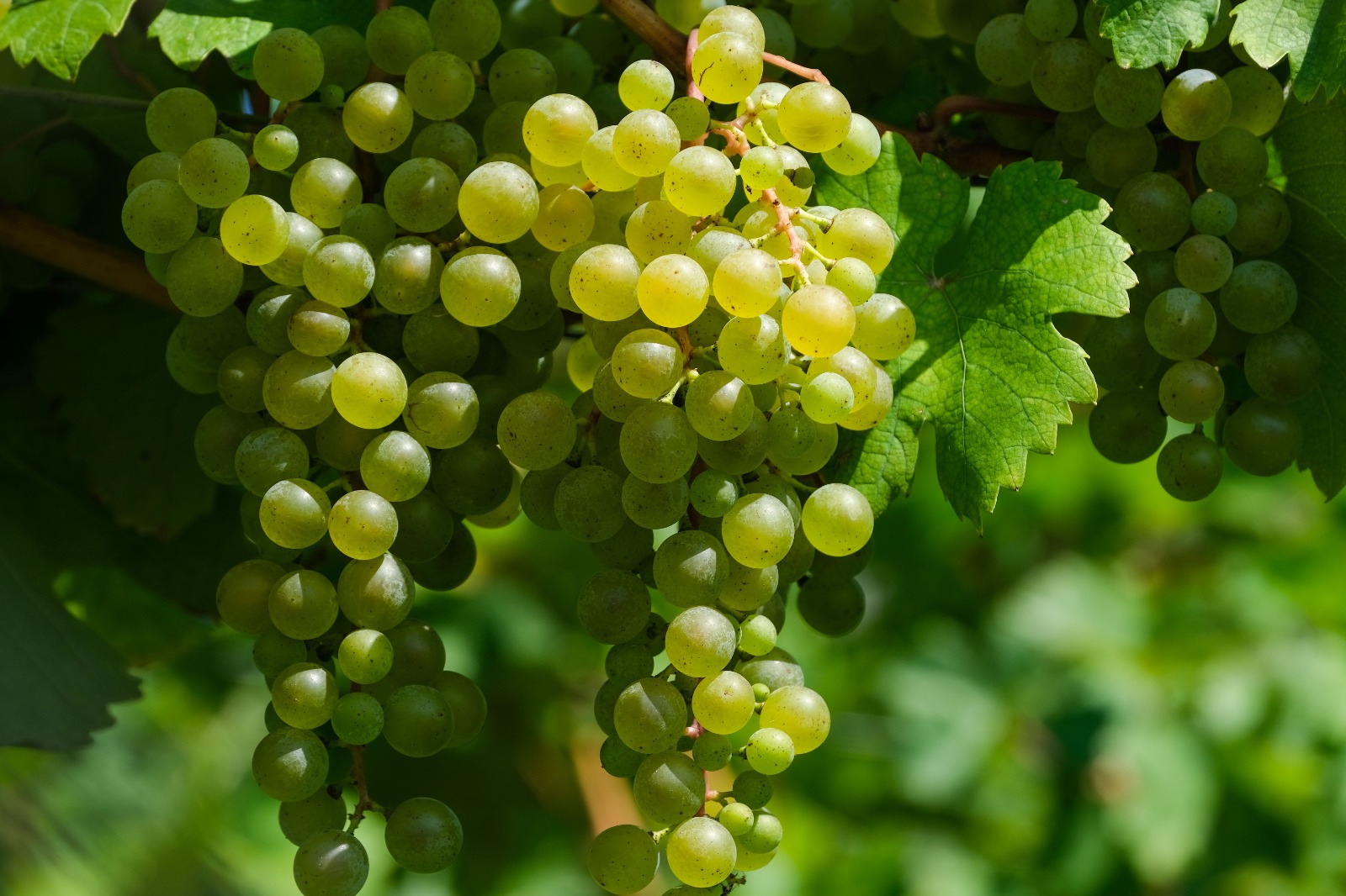 Grapes