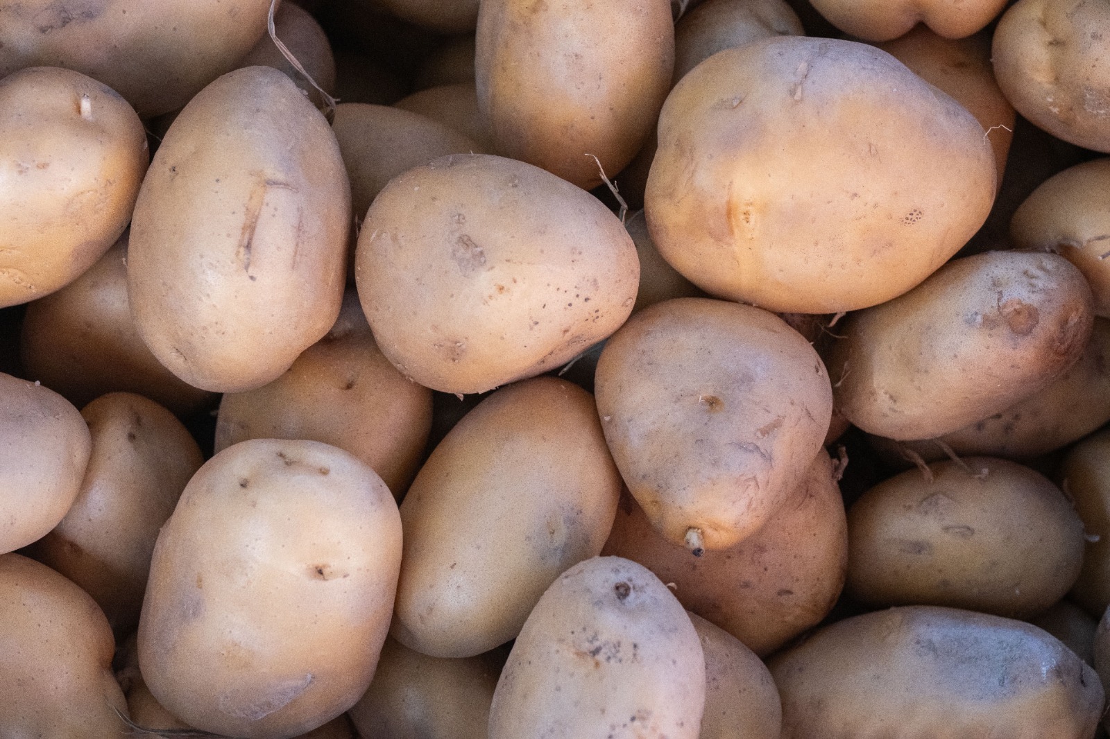 Potato