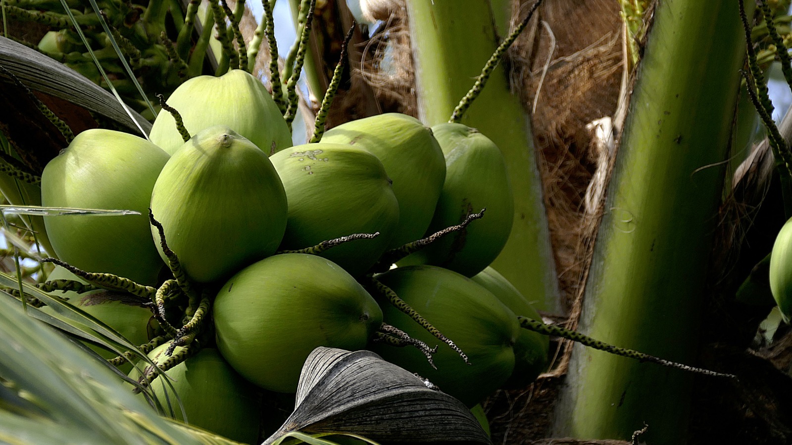 Tender Coconut