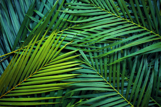 Palmbladeren achtergrond