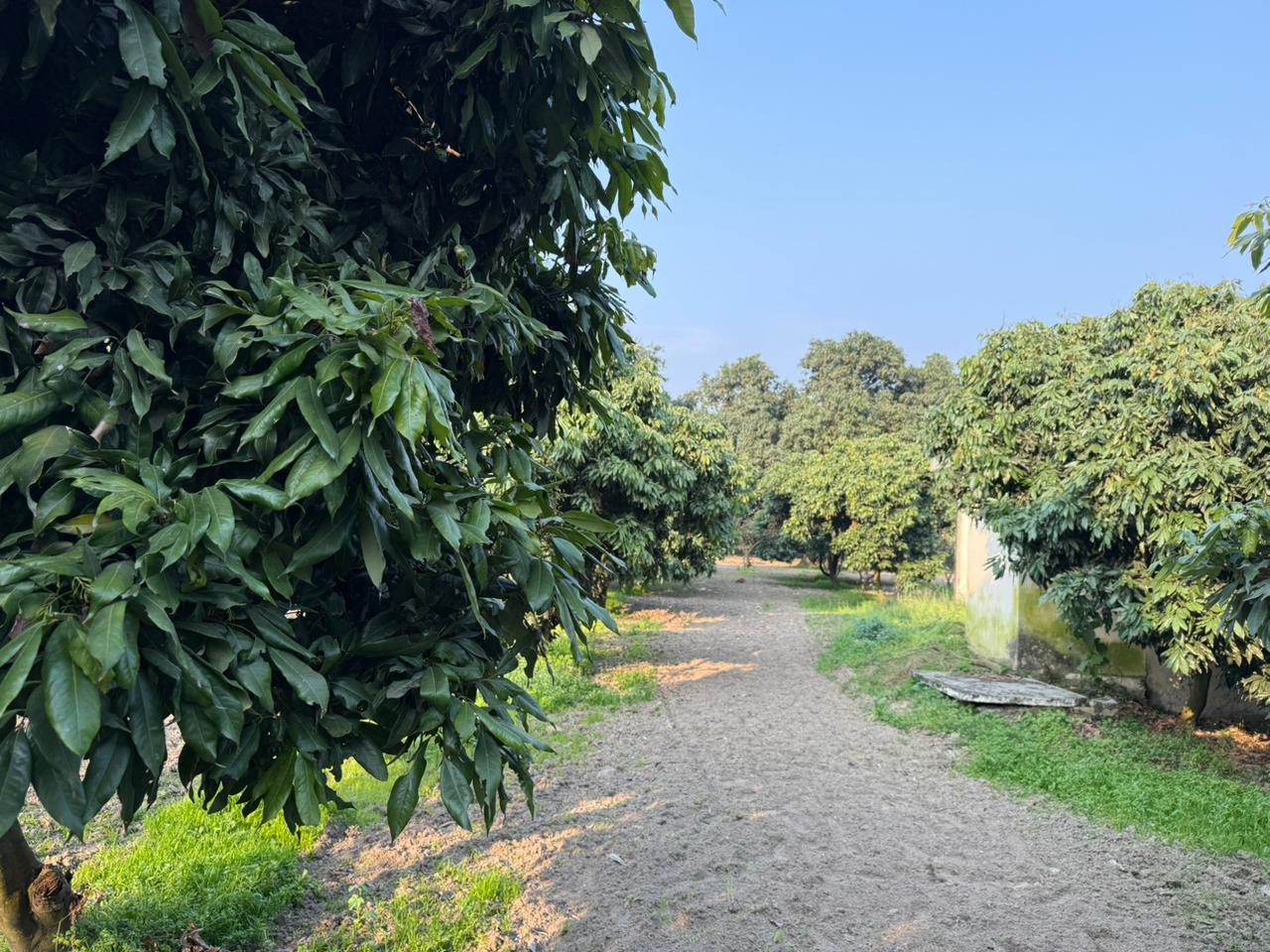 Farm 4