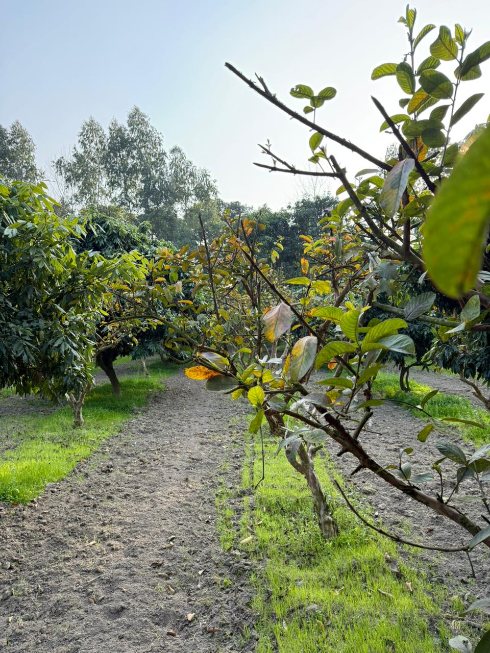 Farm 5