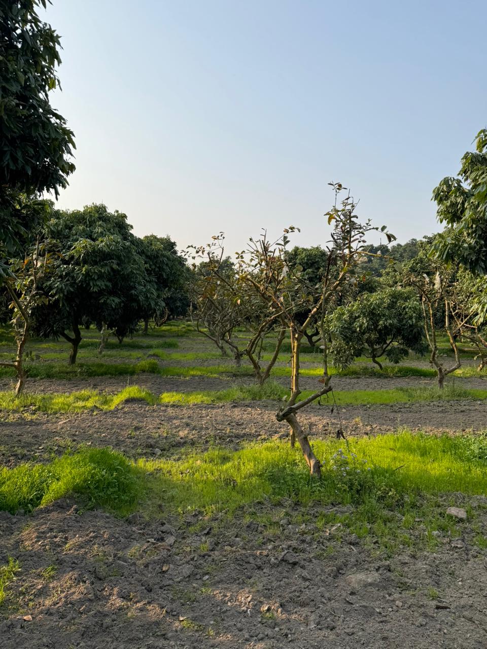 Farm 1