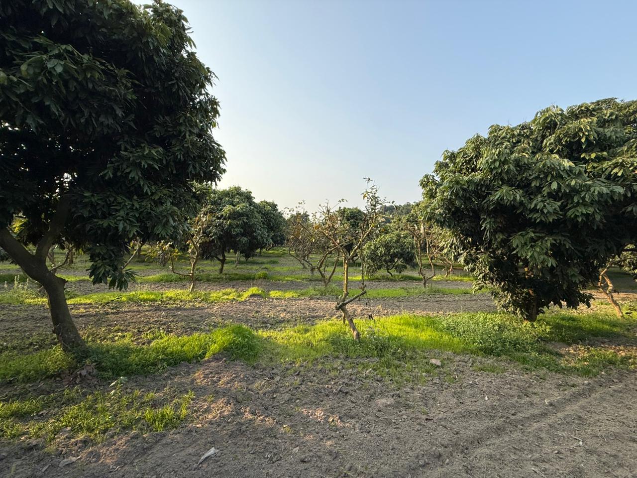 Farm 2