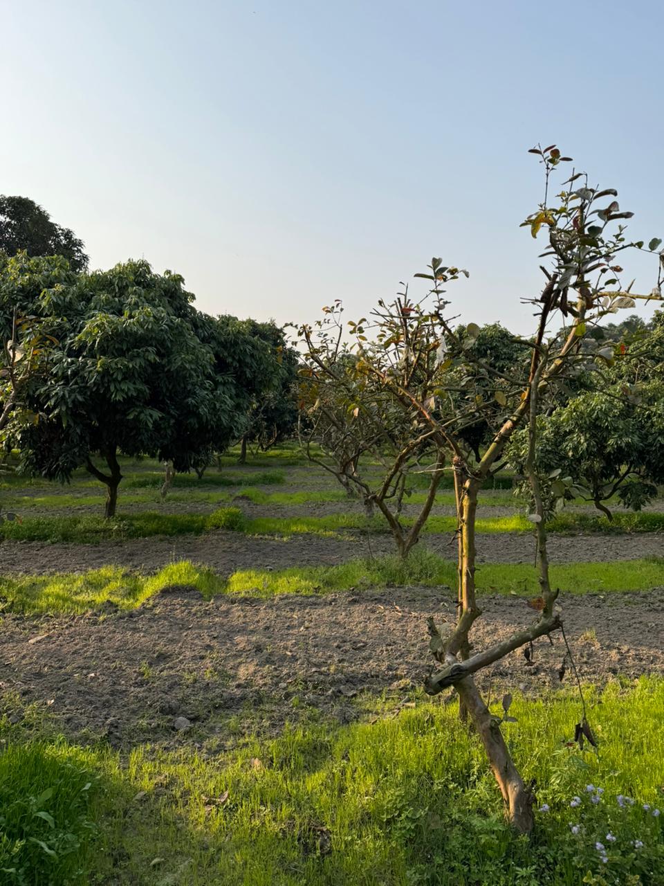 Farm 3