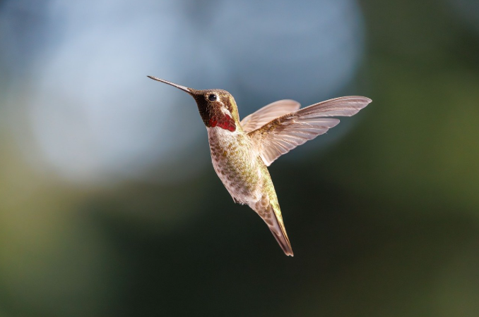 Hummingbird in flight — consider the birds of the air