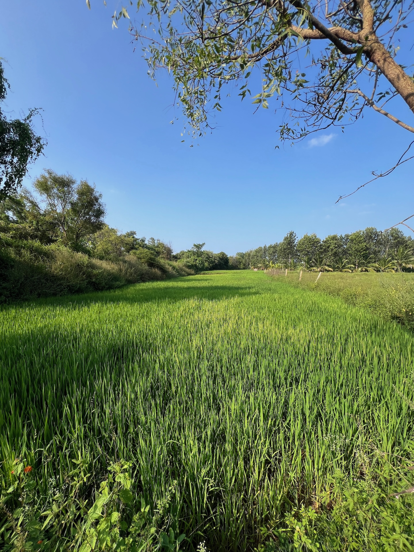 Bilva Farms paddy field with lush green crops under blue sky