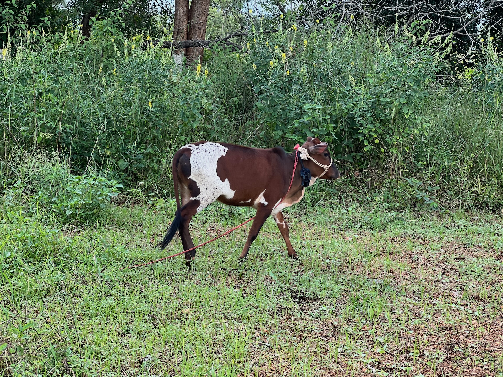 Young Kapila, a brown and white spotted cow walking through the greenery at Bilva Farms