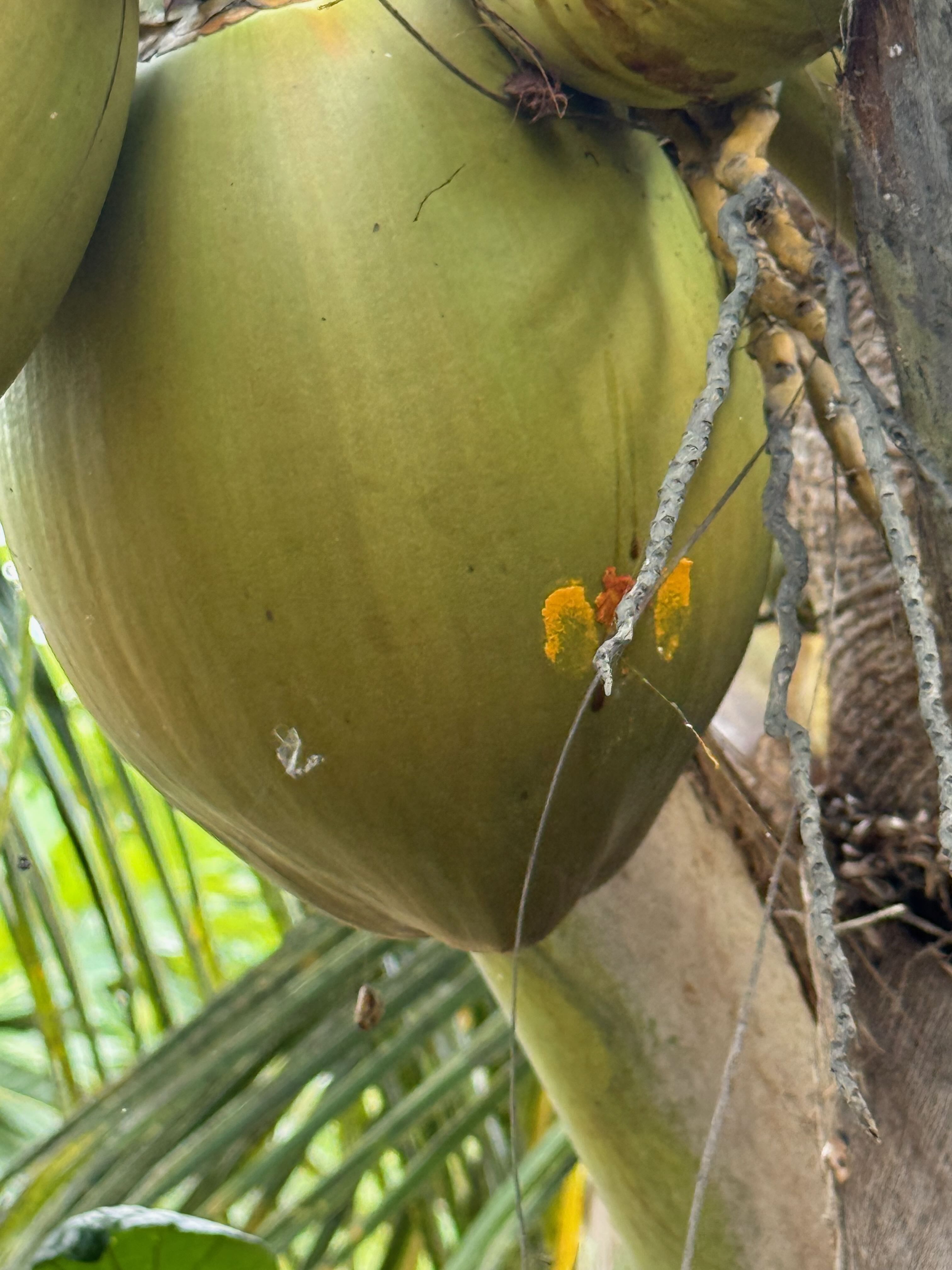 Organic Coconut grown at Bilva Farms