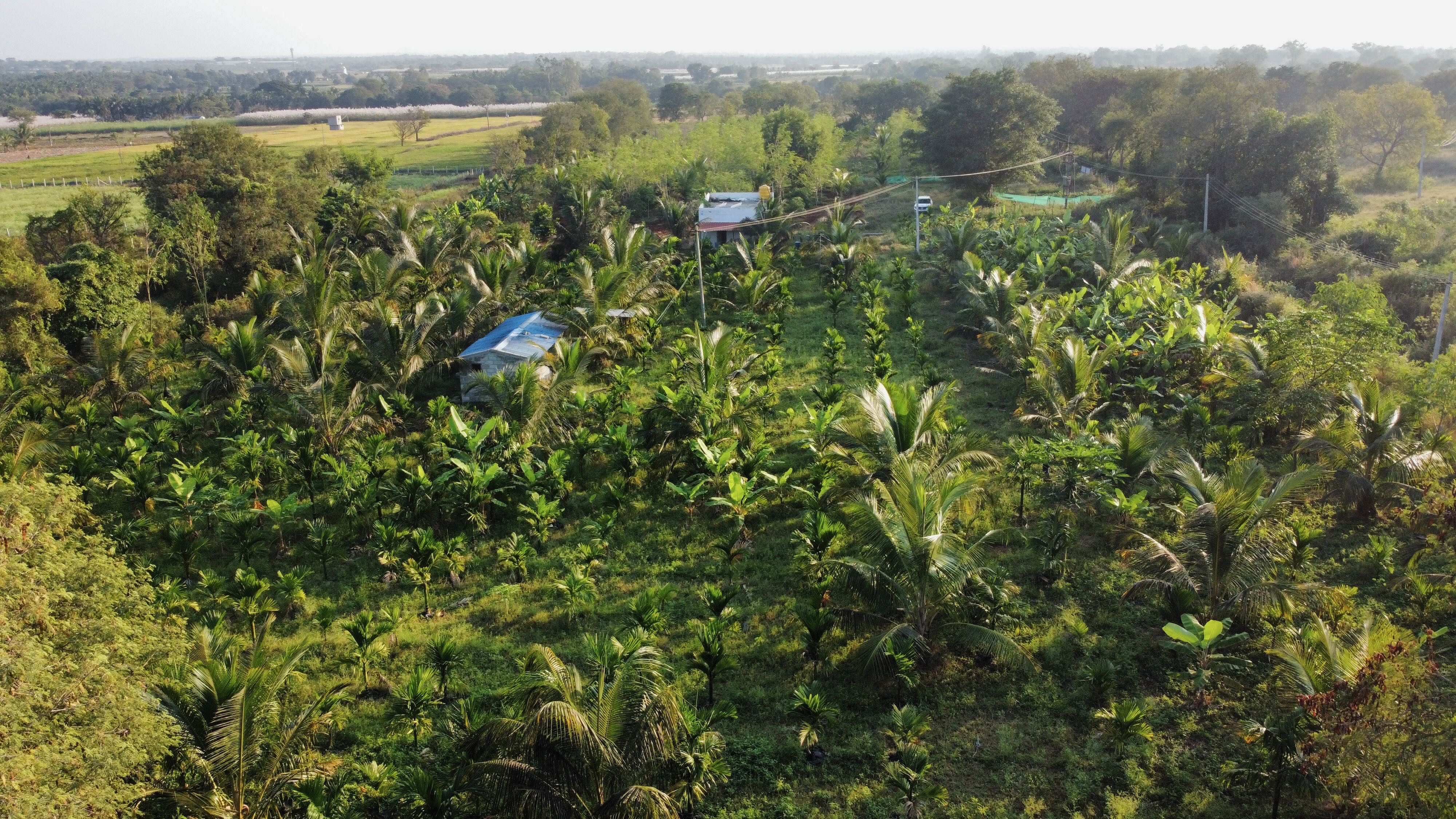 Why Organic Matters: The Science Behind Chemical-Free Farming