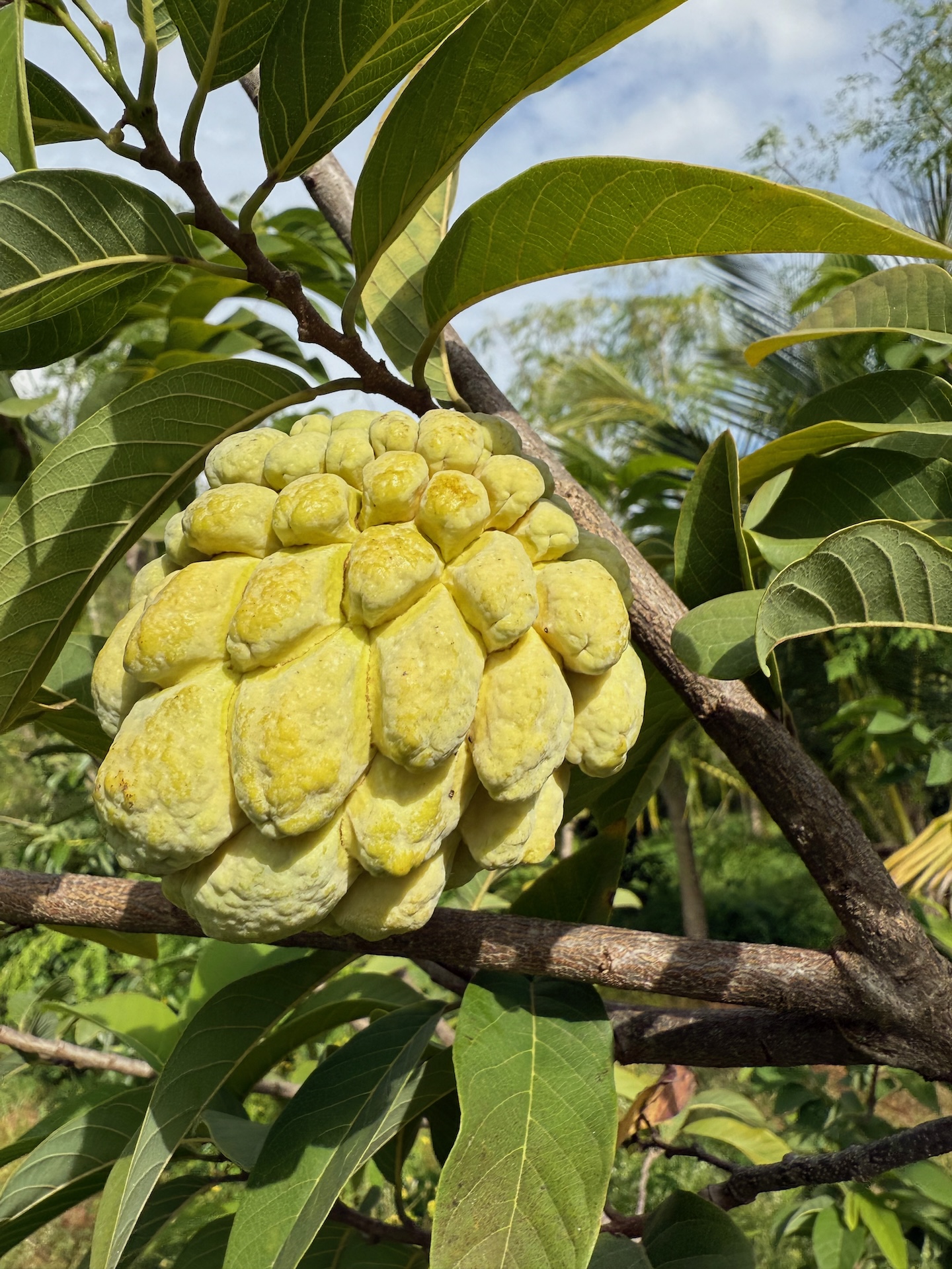 Organic Custard Apple grown at Bilva Farms