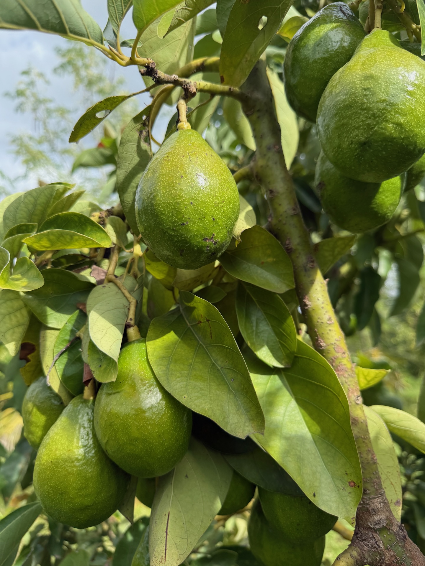 Organic Avocados grown at Bilva Farms