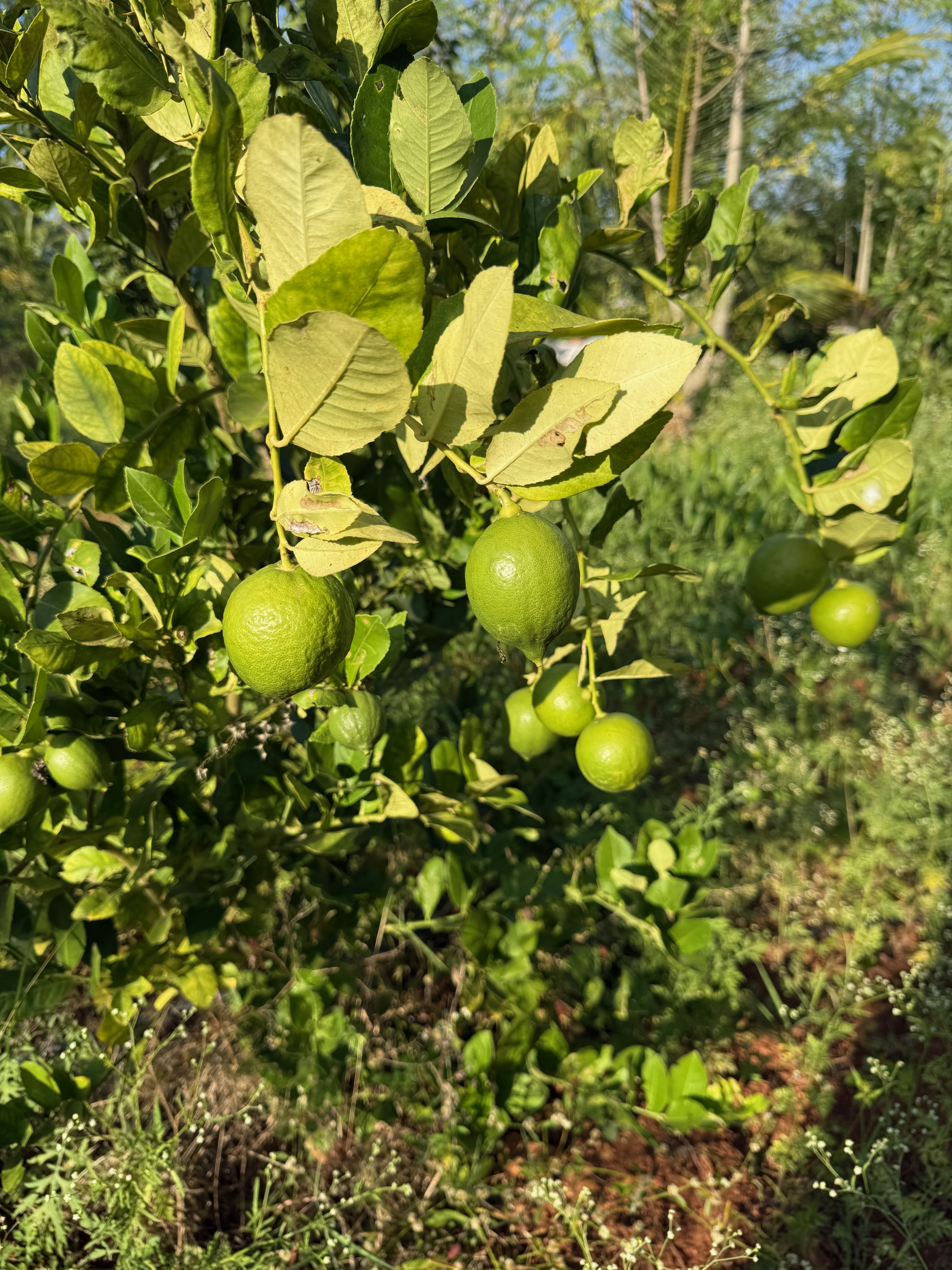 Organic Citrus Fruits grown at Bilva Farms