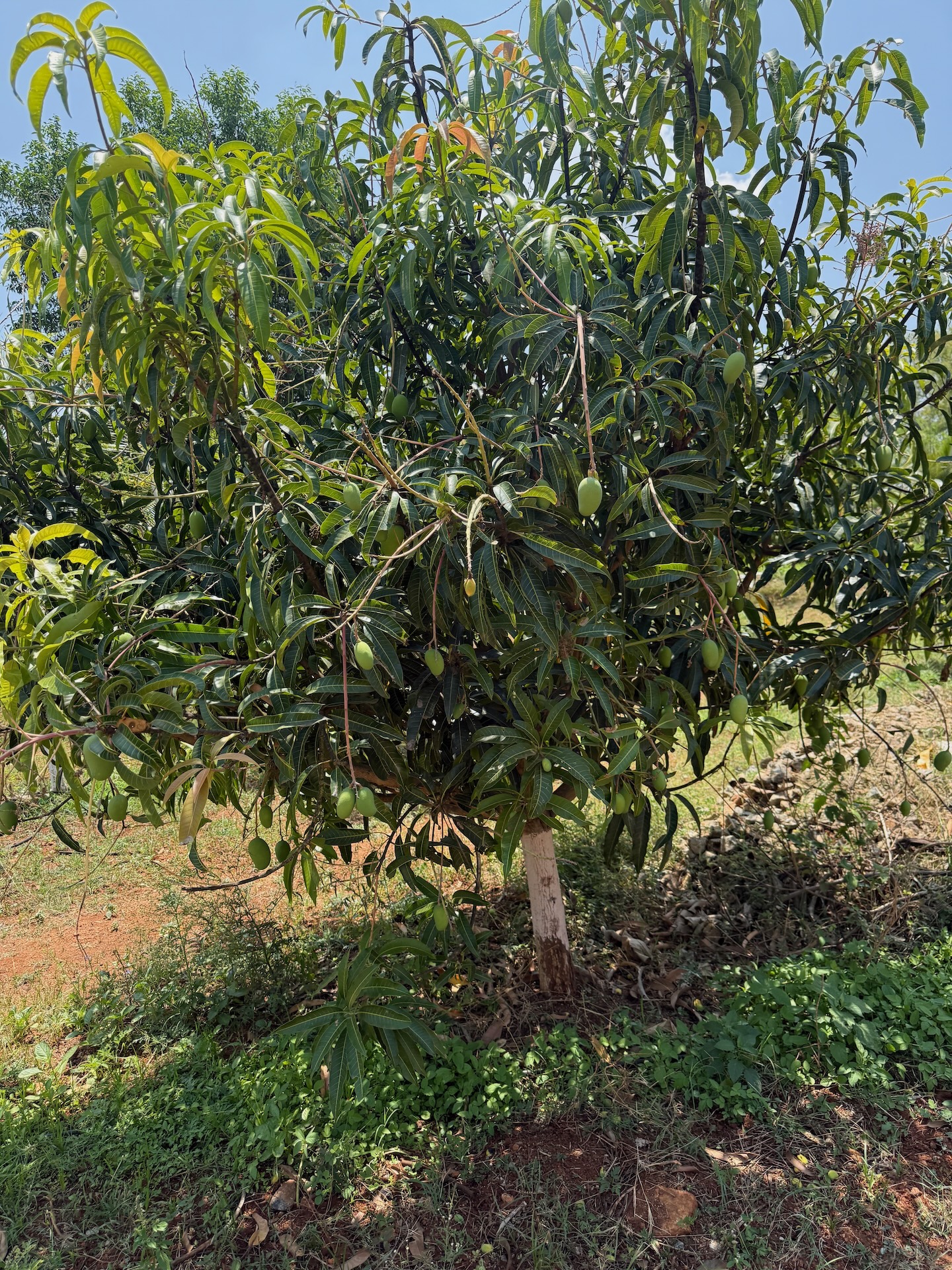 Organic Mango grown at Bilva Farms