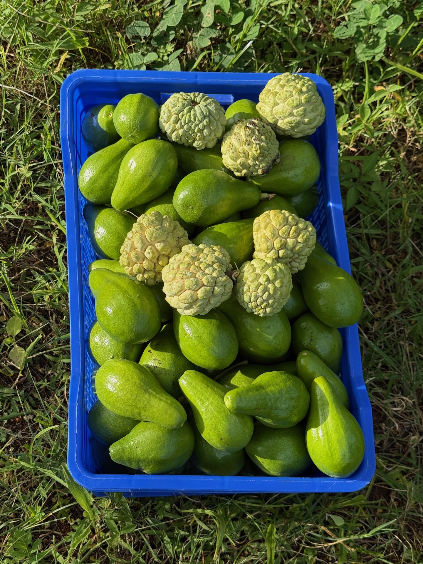 From Farm to Table: Our Journey with Seasonal Eating