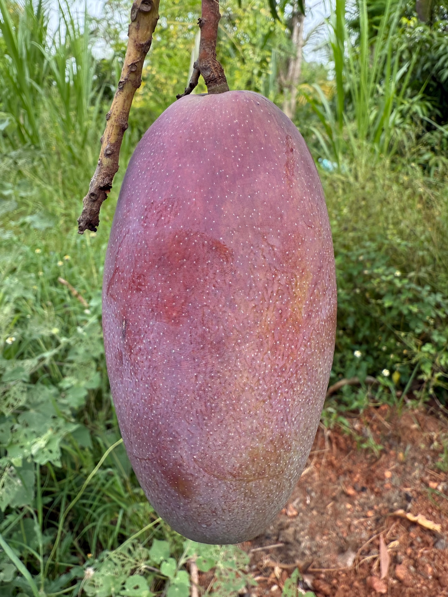 Organic Miyazaki Mango grown at Bilva Farms