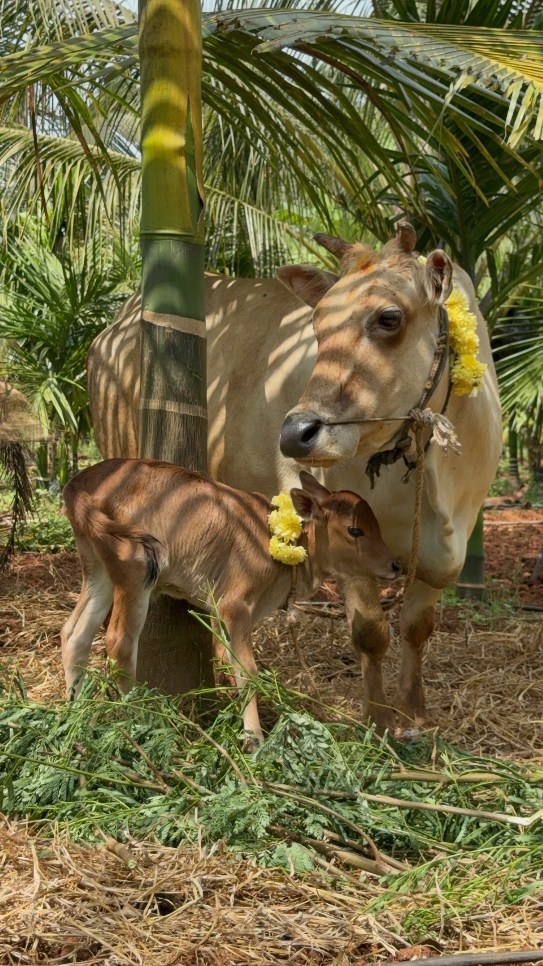 Gowri and her calf Dhatri adorned with marigold garlands under palm trees