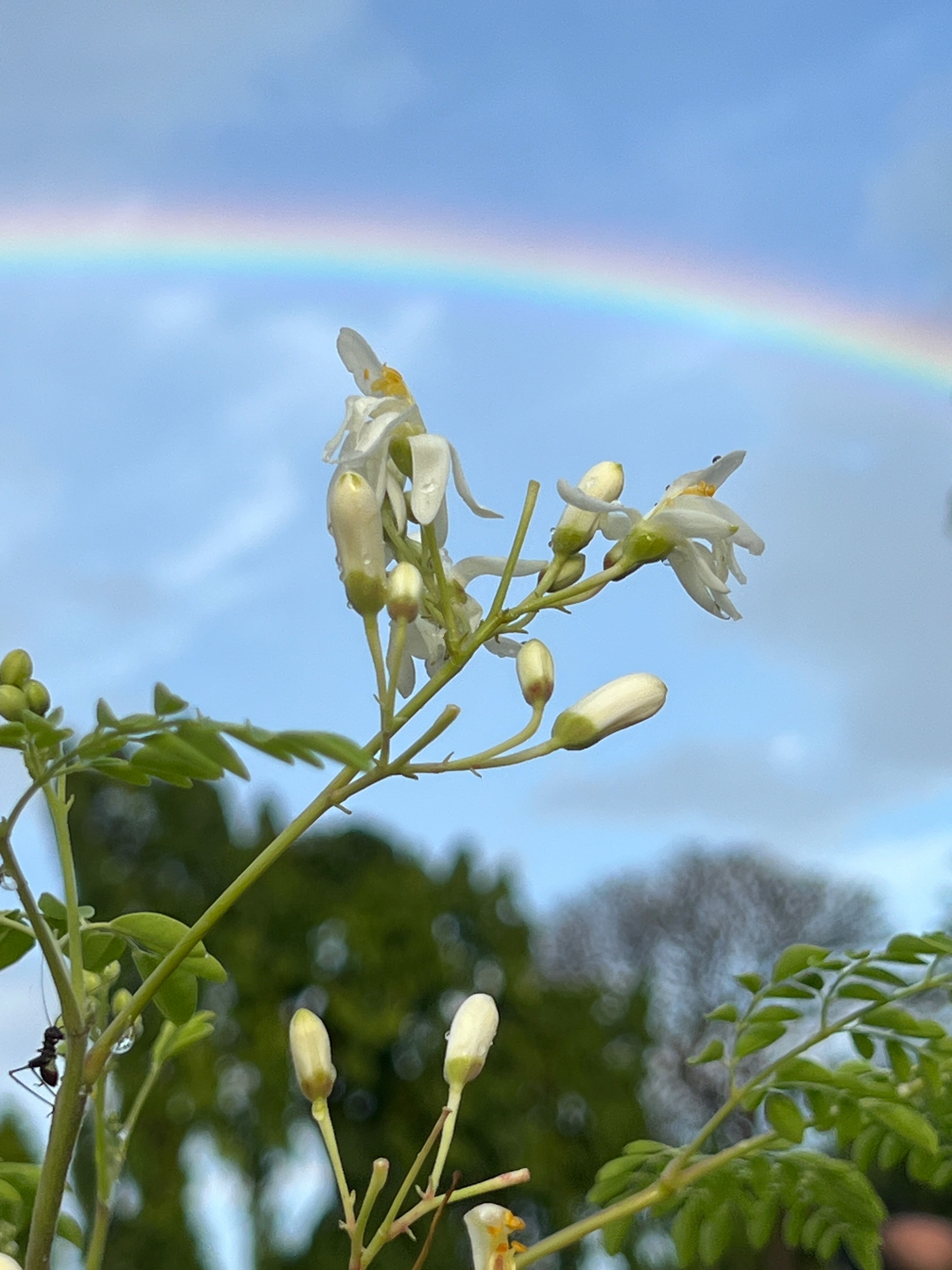 Organic Moringa grown at Bilva Farms