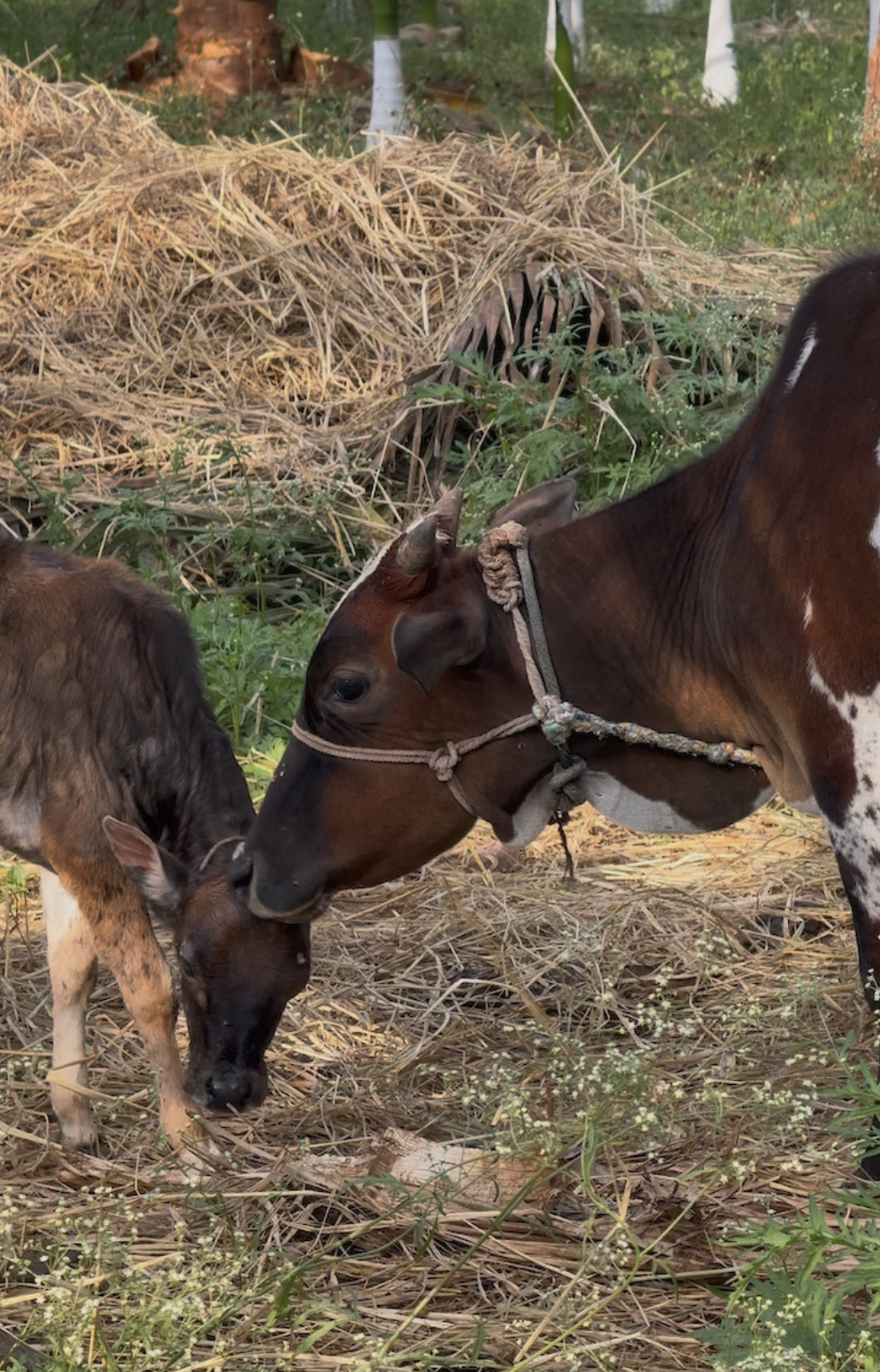 When Care Comes Full Circle: A Lesson from the Cows at Our Farm