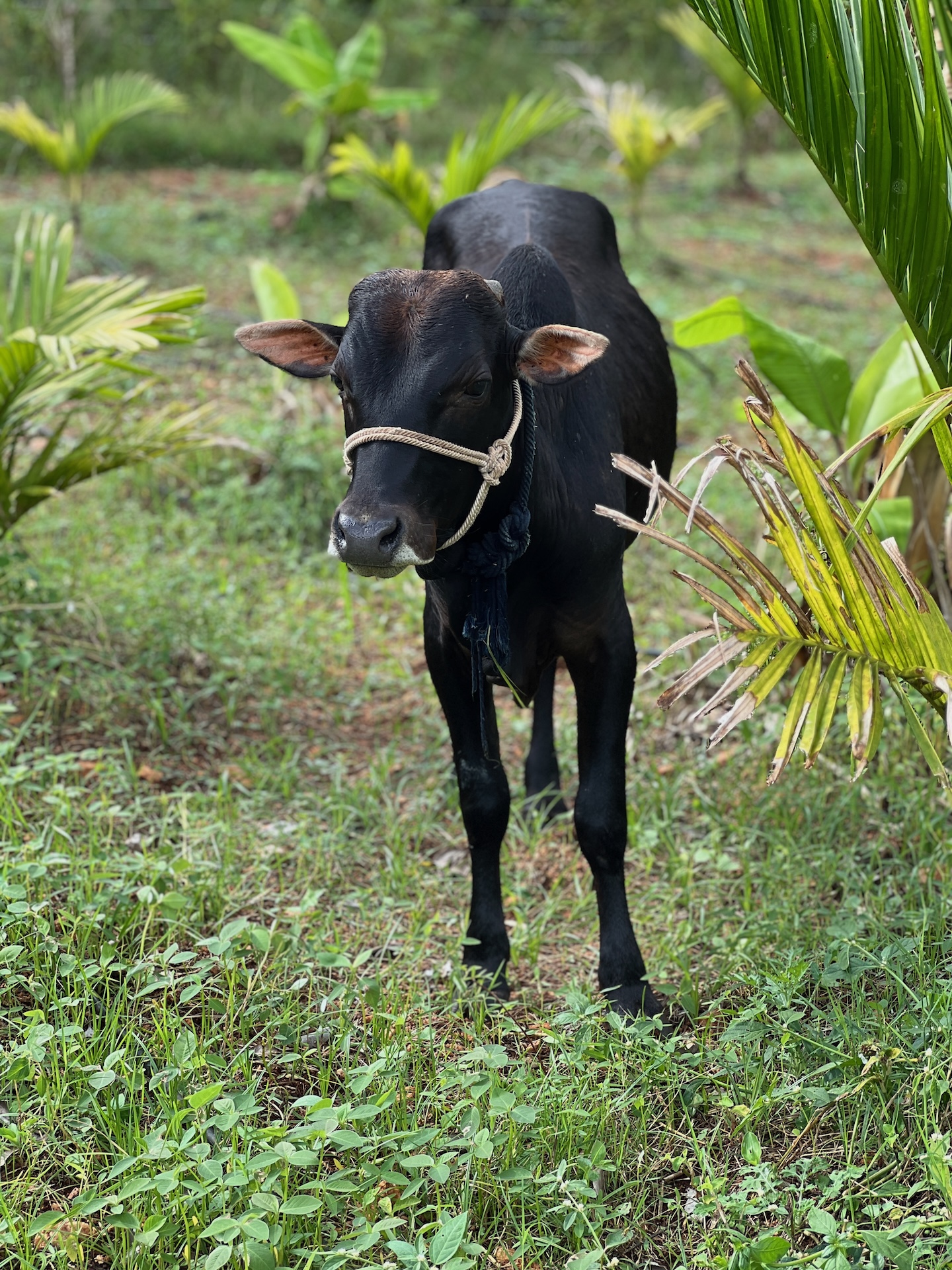 Young Krishna, a striking black bull calf standing among the palm trees at Bilva Farms
