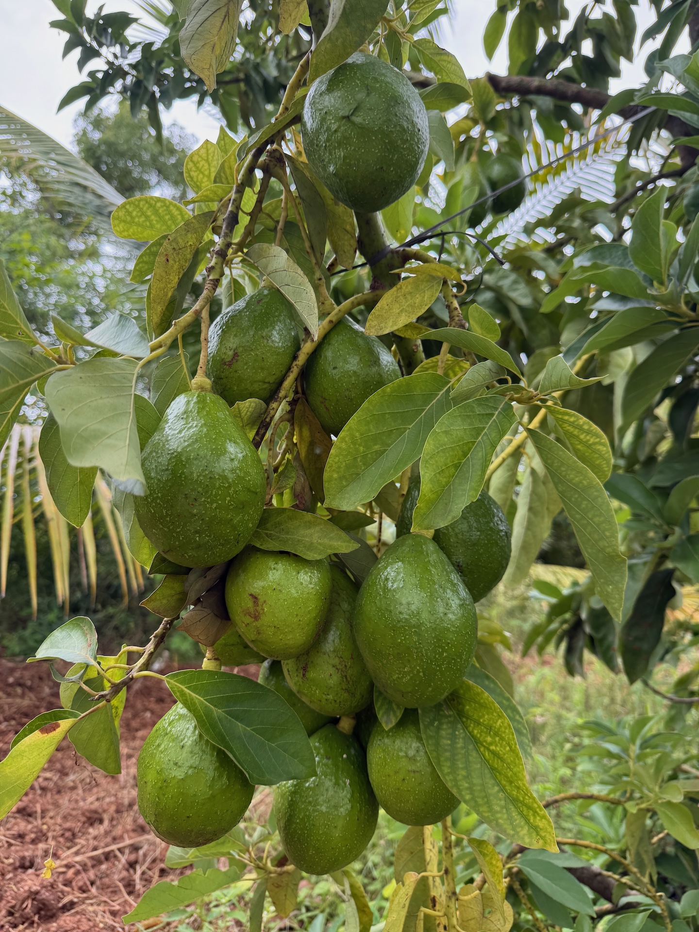 Cluster of ripe avocados on the branch at Bilva Farms