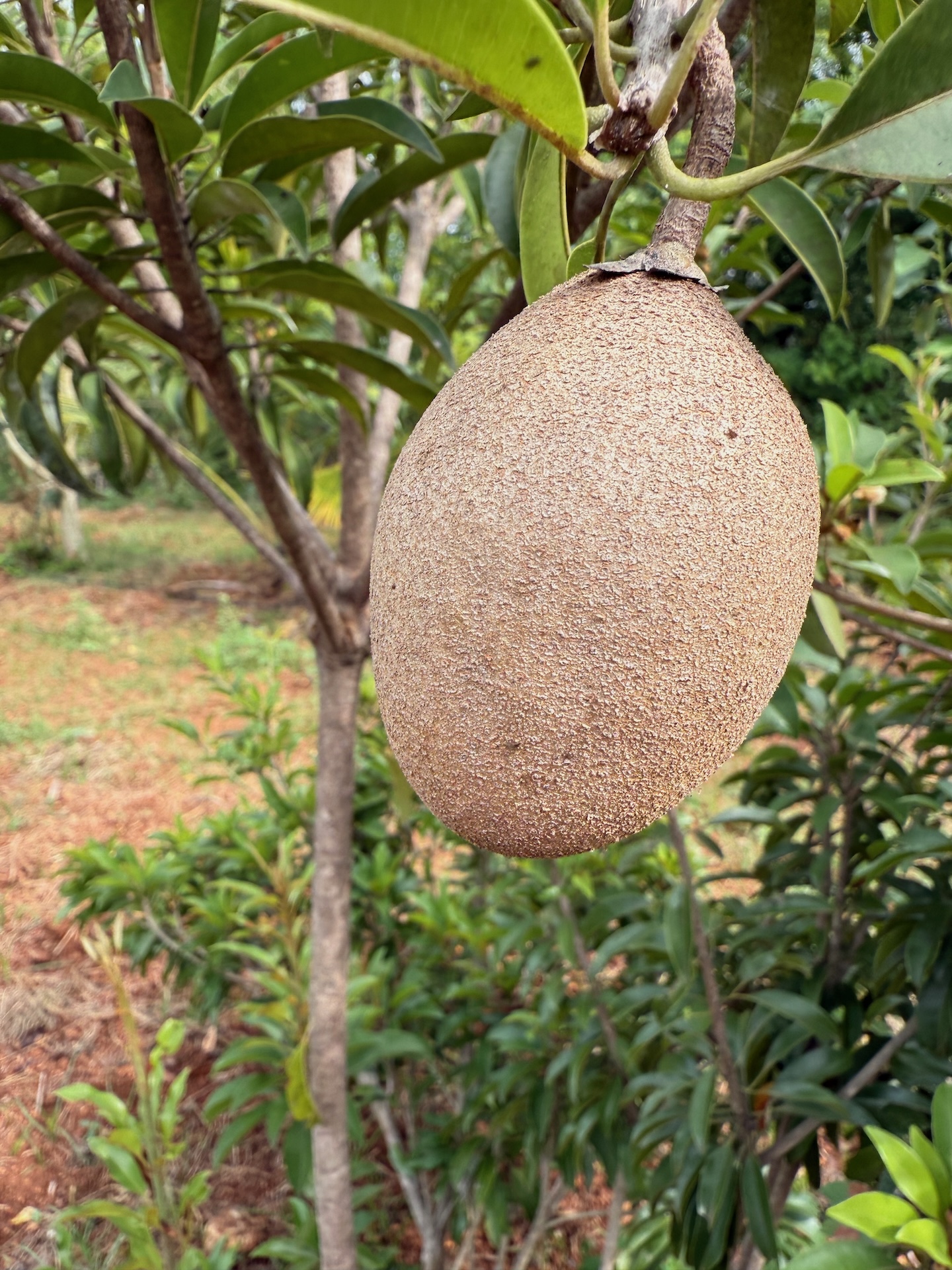 Organic Sapota grown at Bilva Farms