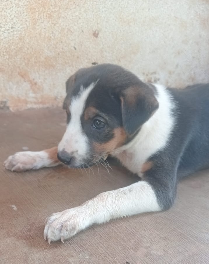 Bruno, our adorable farm puppy resting on the porch at Bilva Farms