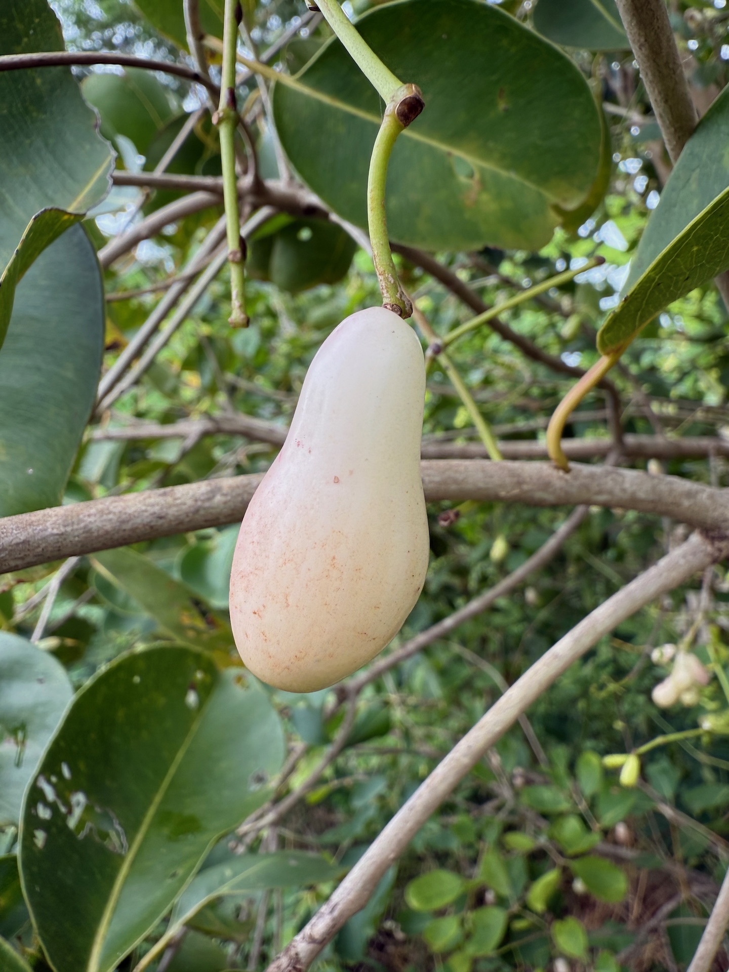 Organic White Jamun grown at Bilva Farms