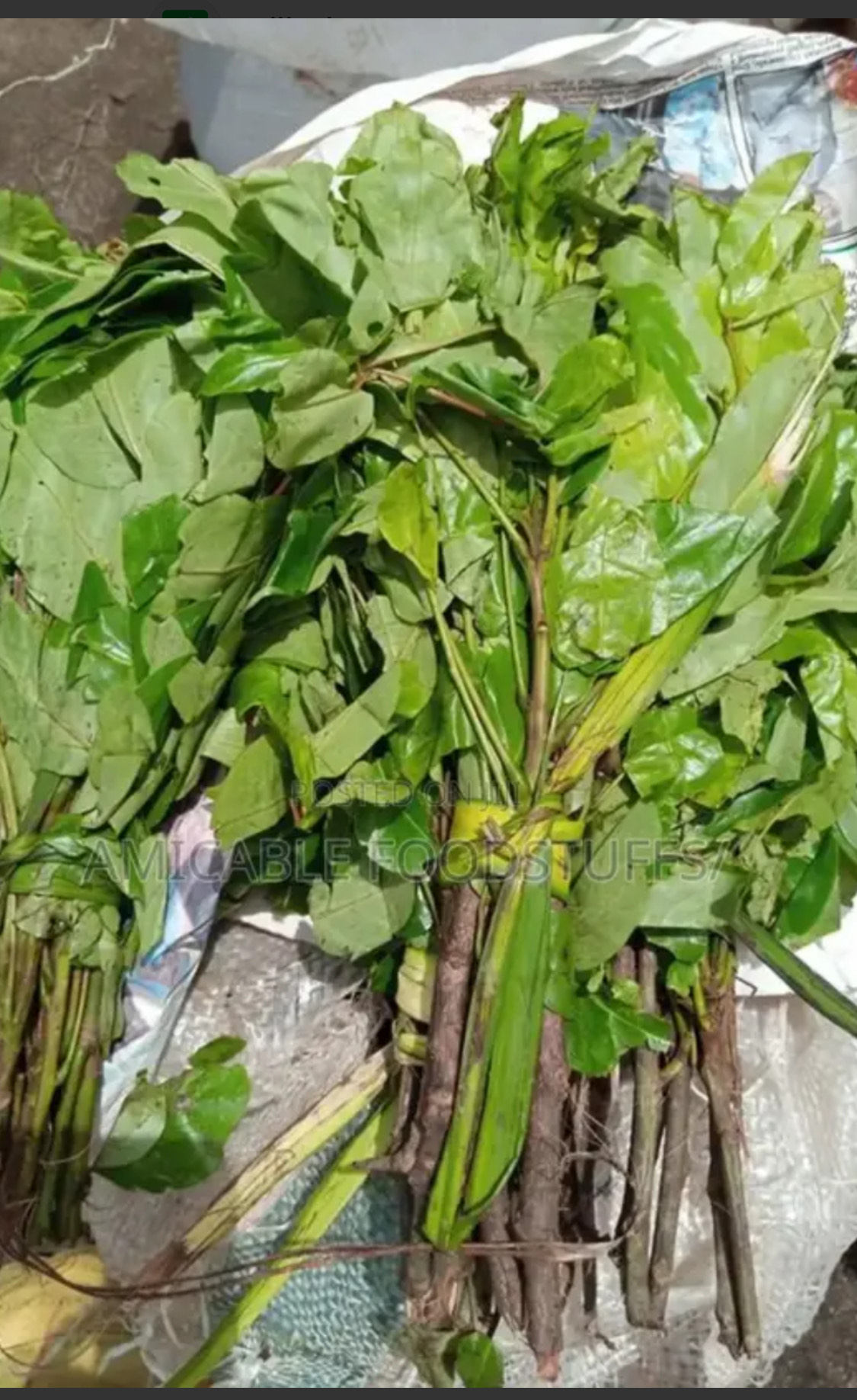 Oha Leaf