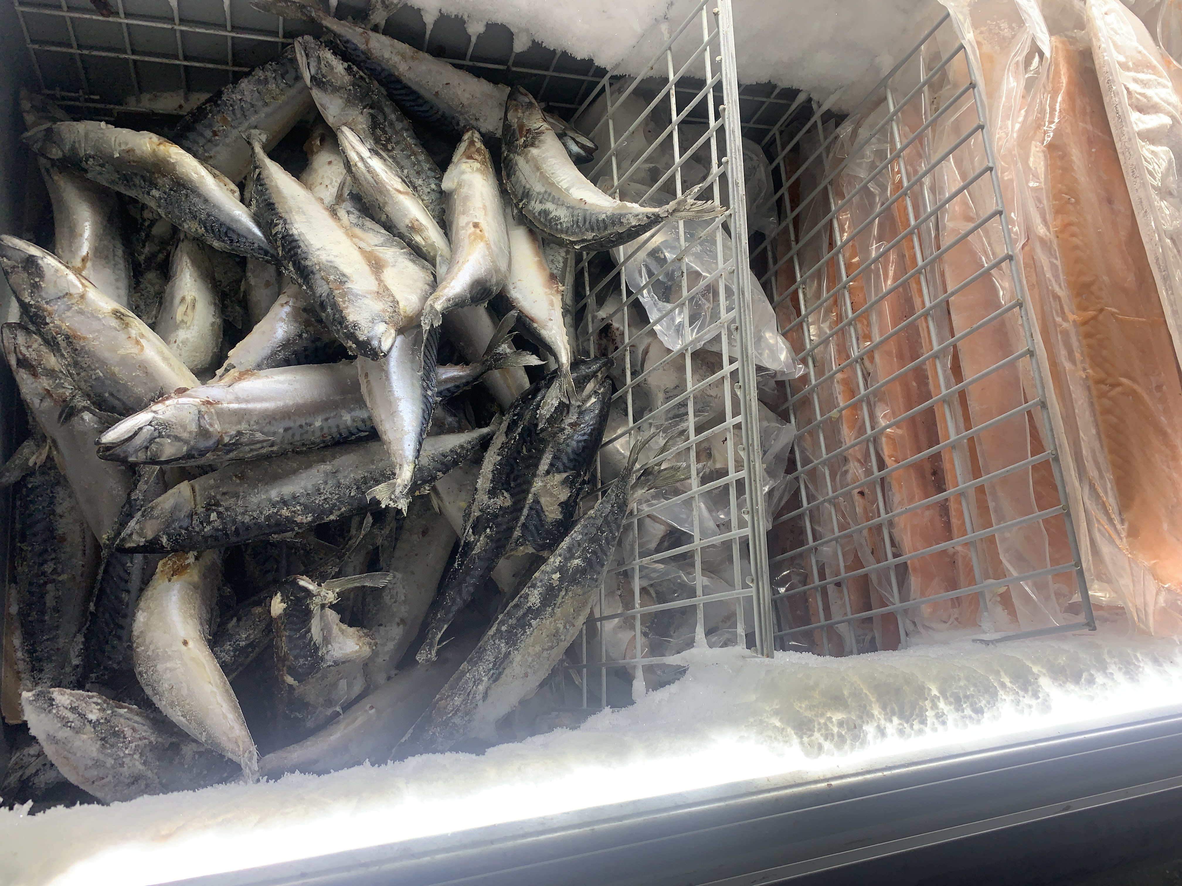 Fresh mackerel and salmon