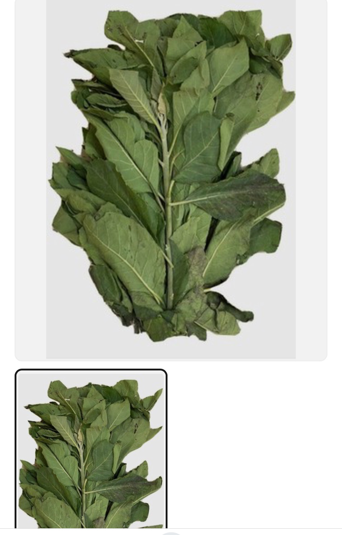 Bitter Leaf