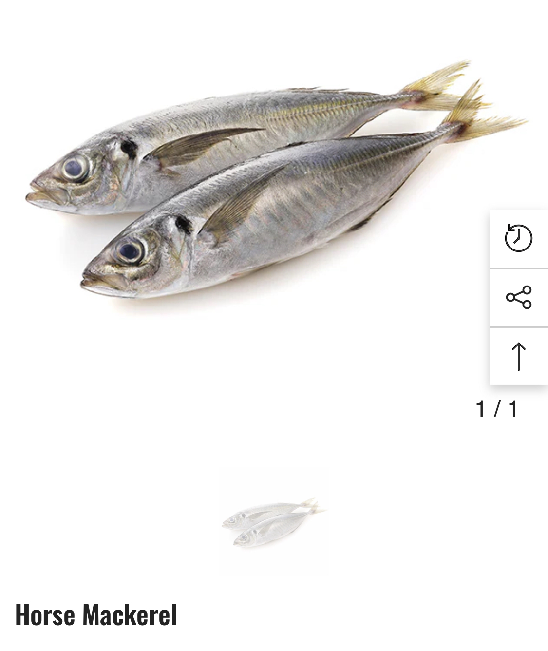 Horse Mackerel