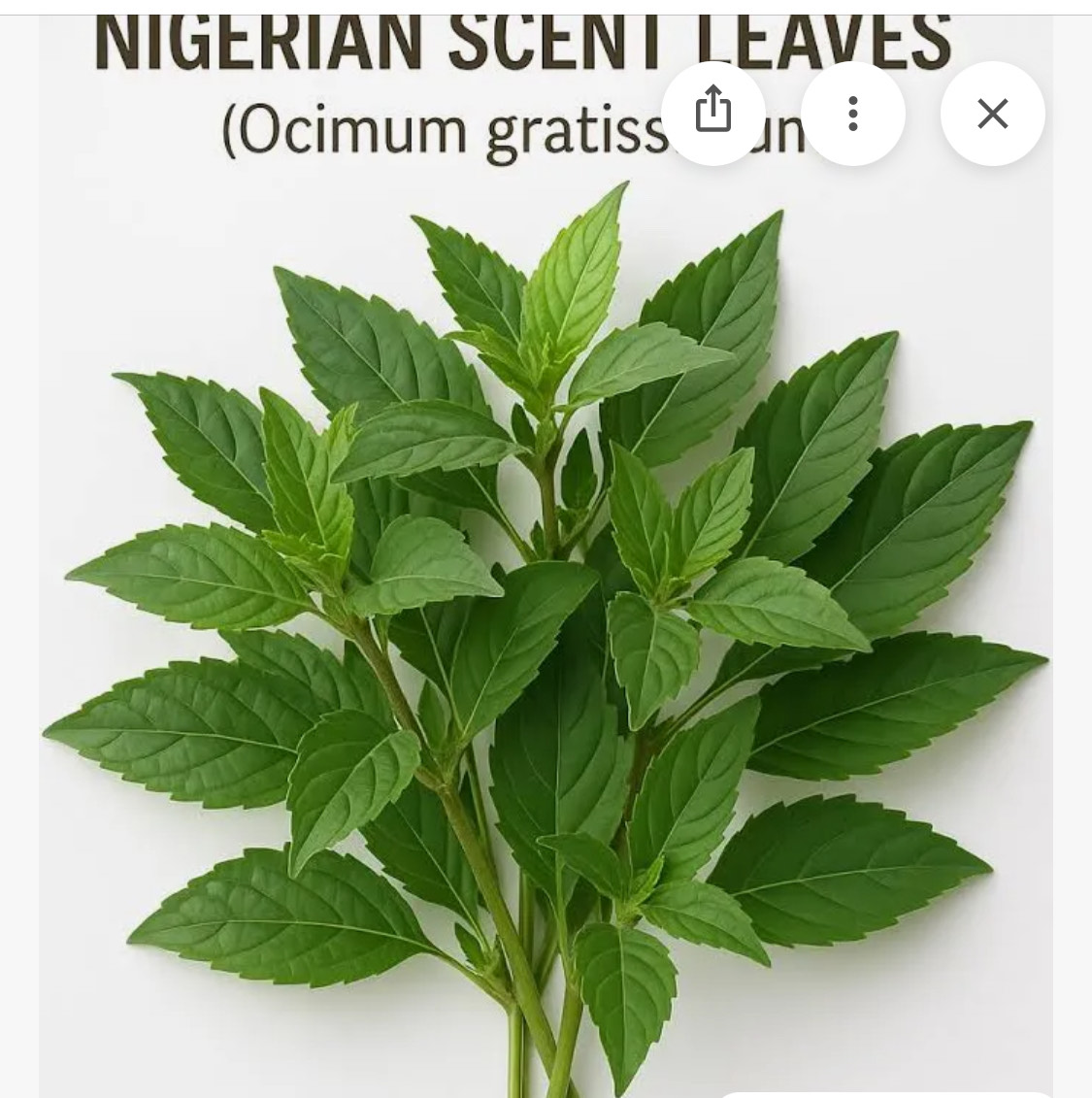 Scent Leaf
