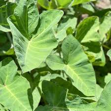 Kontomire Leaves (Frozen) 500g
