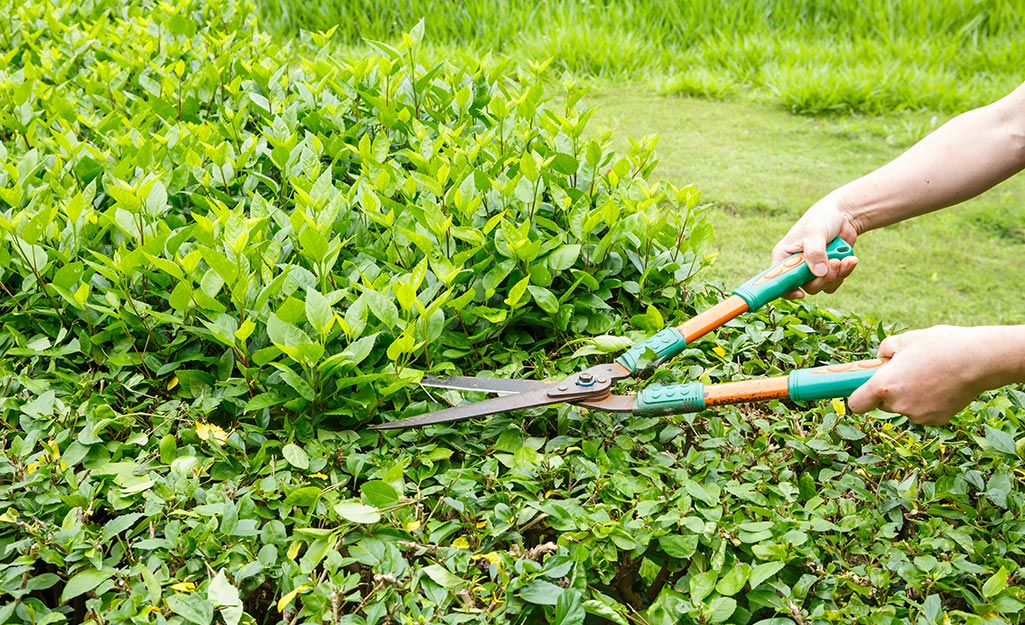 Kemaskan Tepi & Trimming
