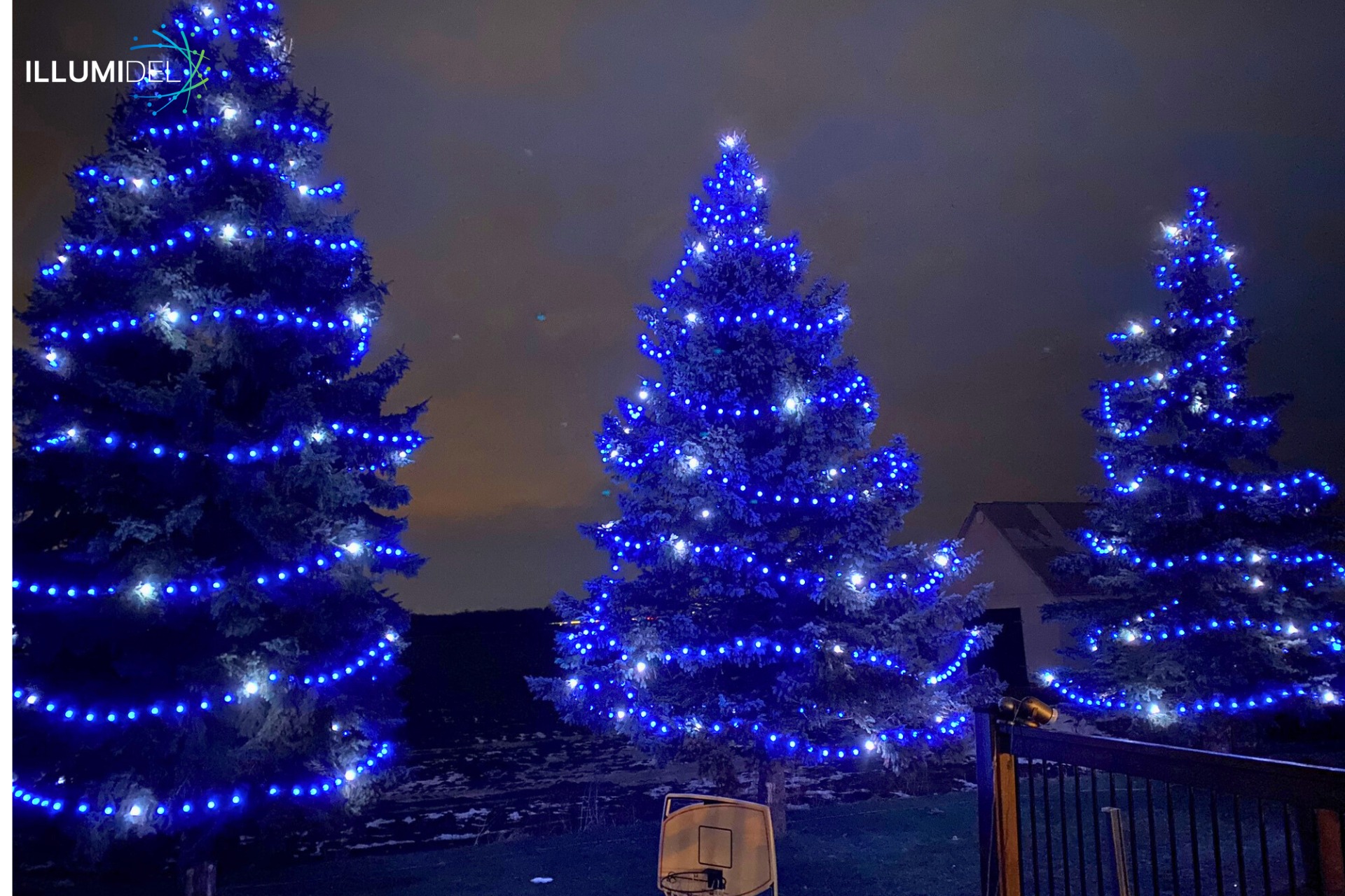 Professional tree wrapping with lights