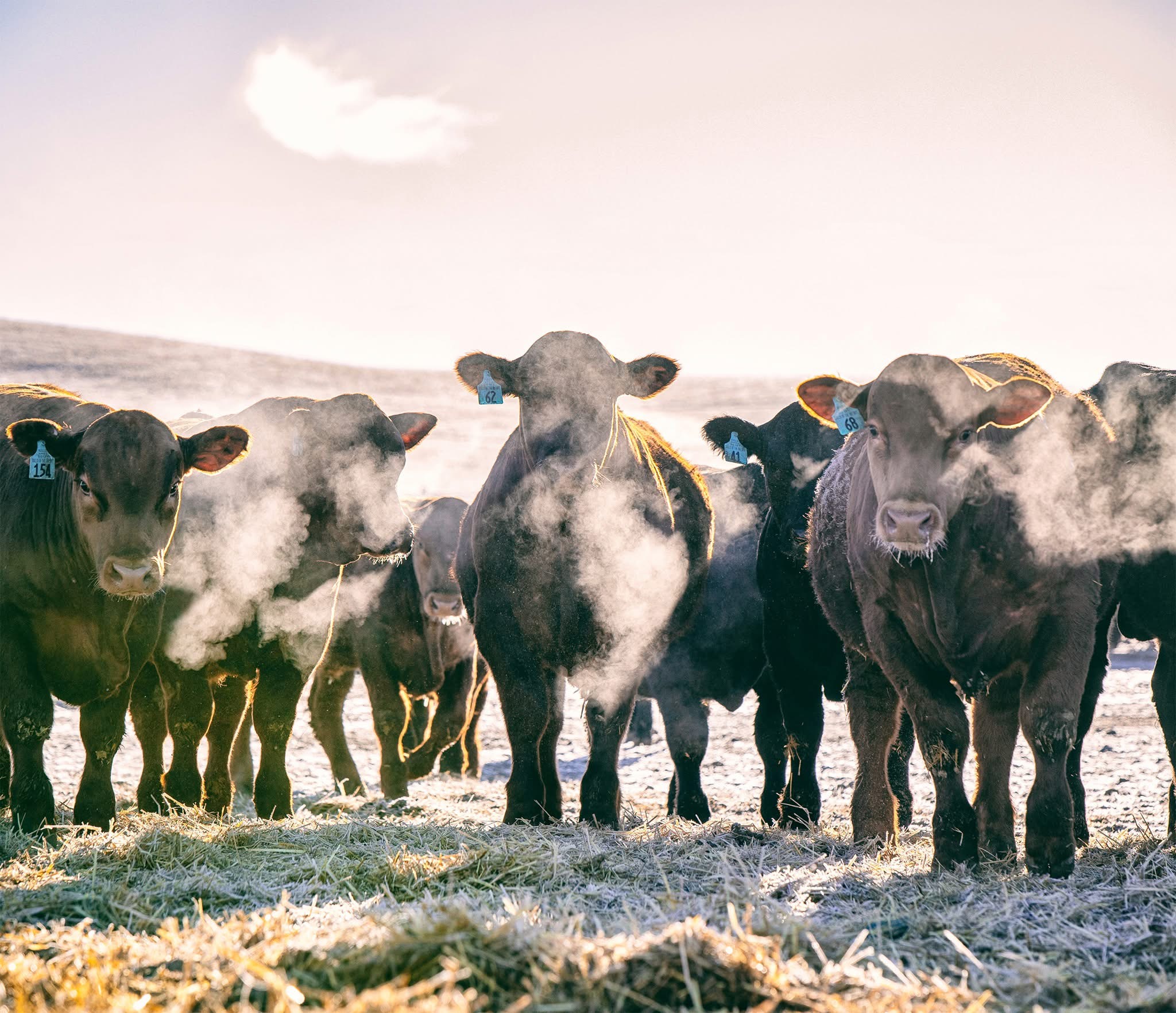 Montana ranch cattle with snowy mountain backdrop