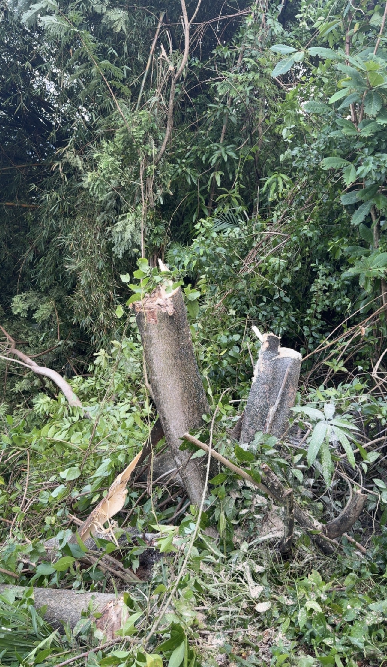Élagage d'arbres