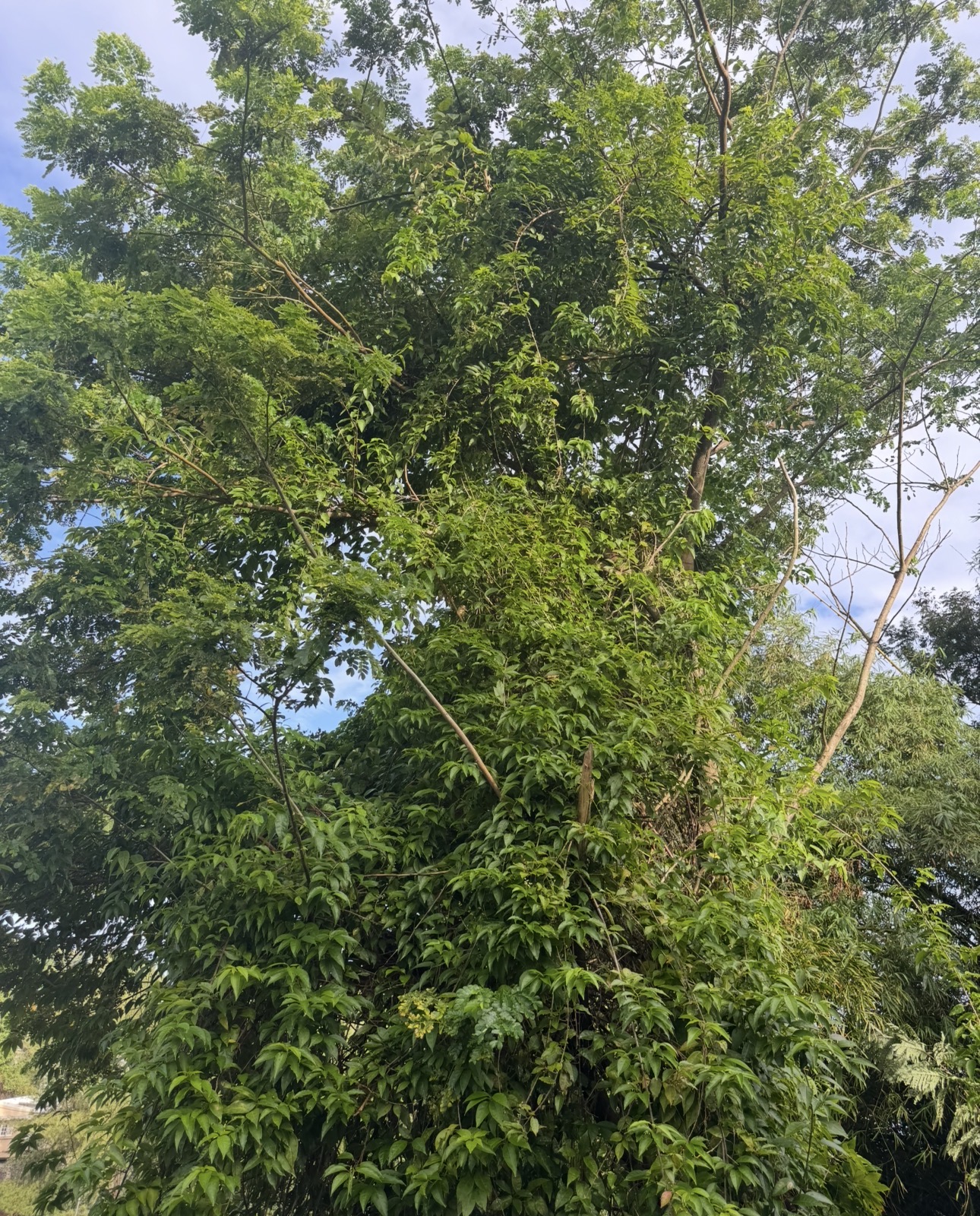 Arbre dense avant élagage