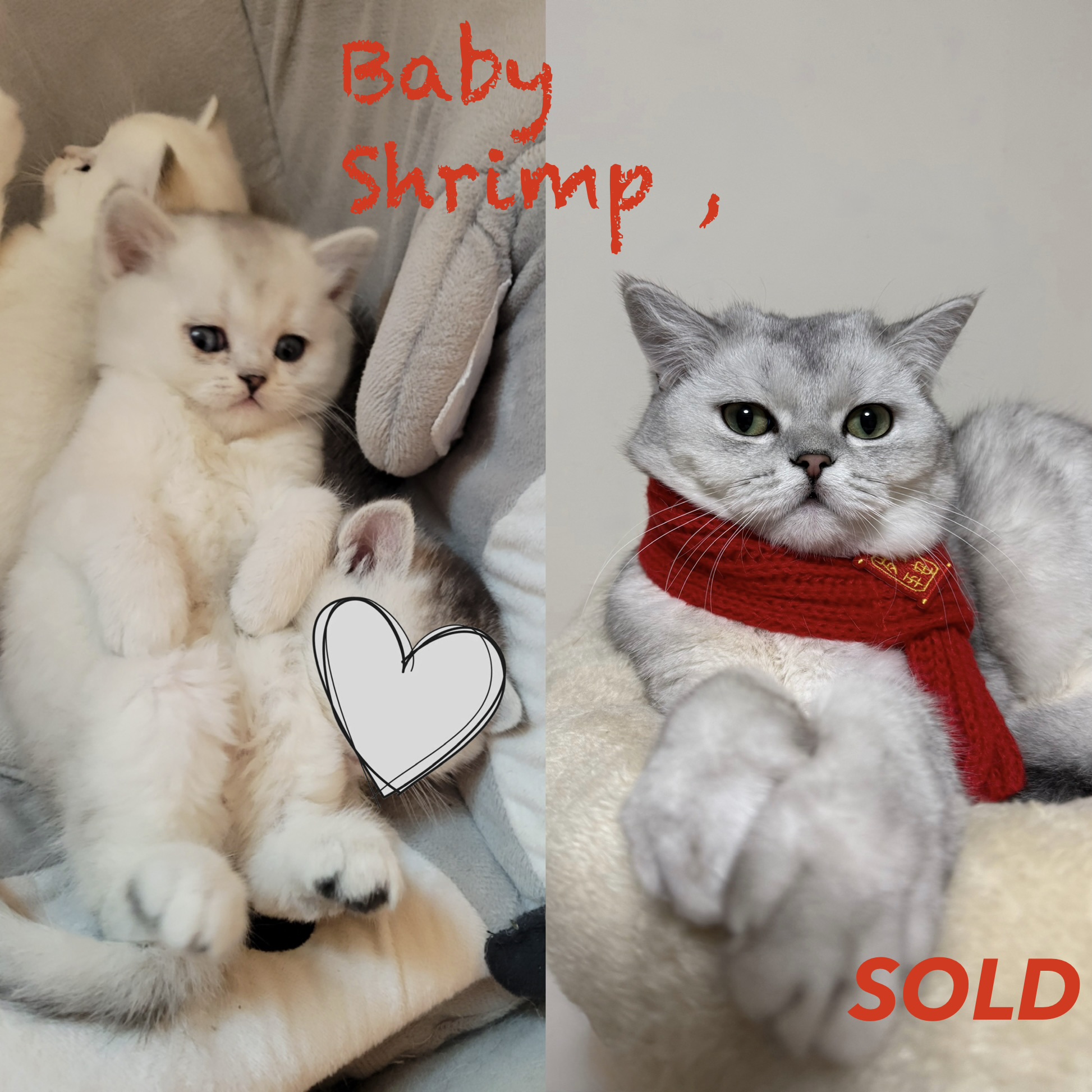 Shrimp