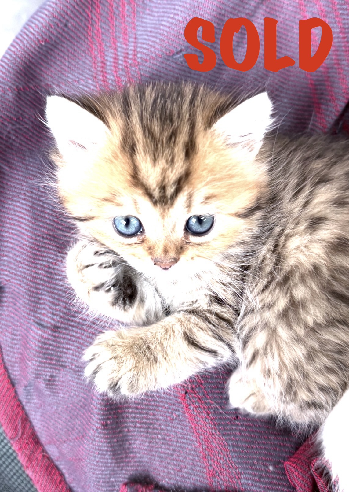 Previous Kitten