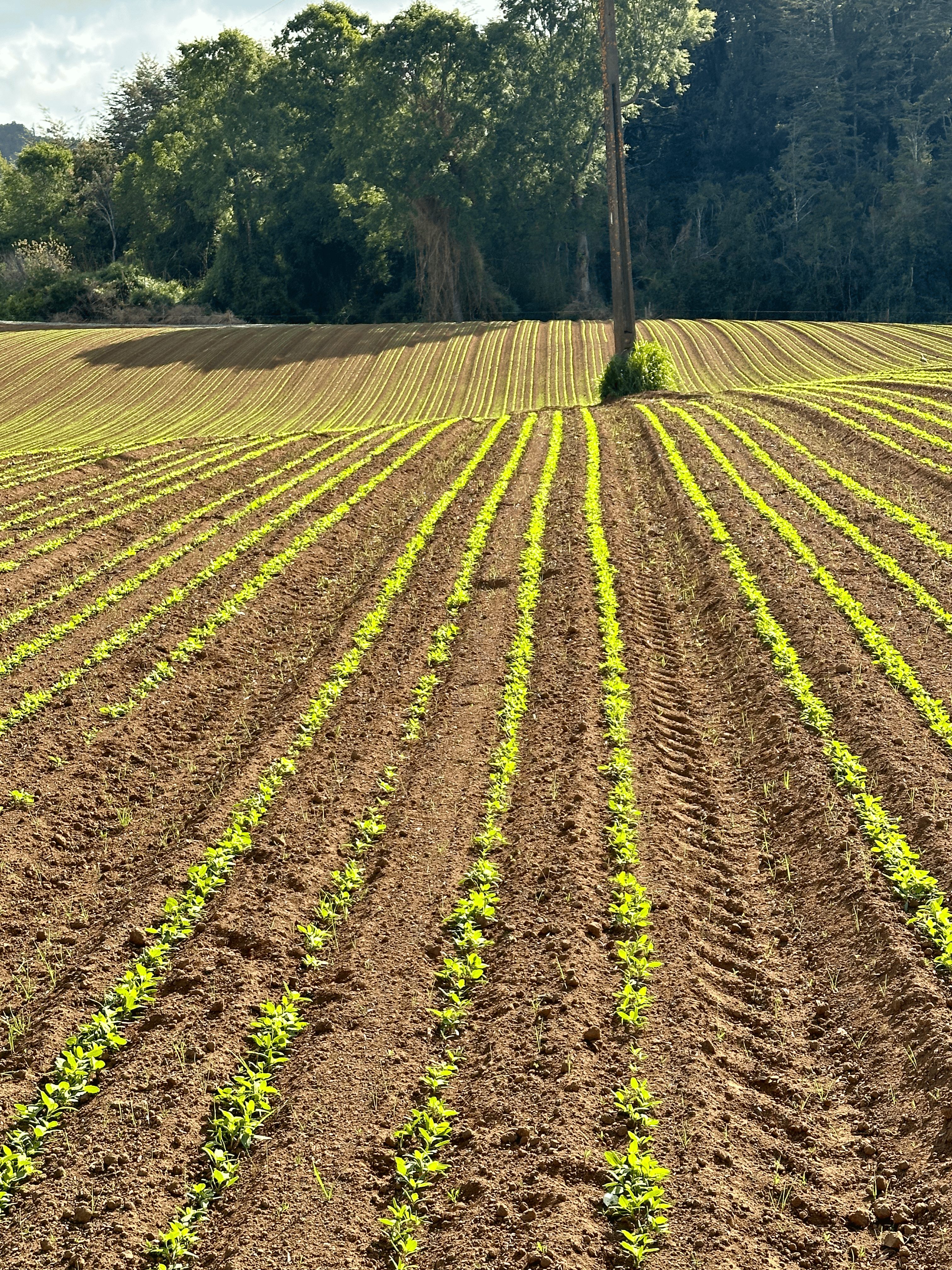 Cultivo de quinoa en Fundo Santa Bárbara, Teodoro Schmidt