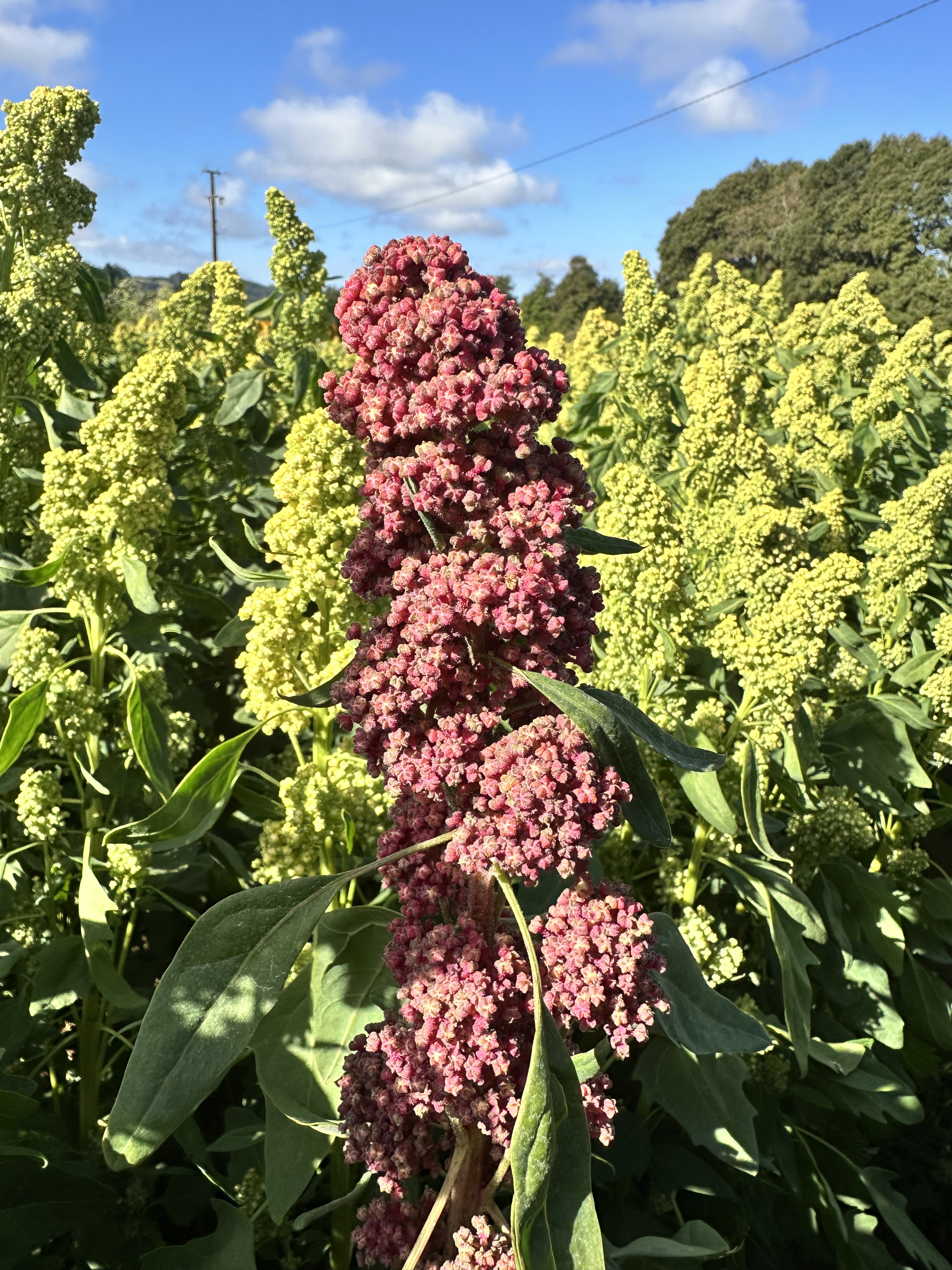Campo de quinoa en flor en Fundo Santa Bárbara