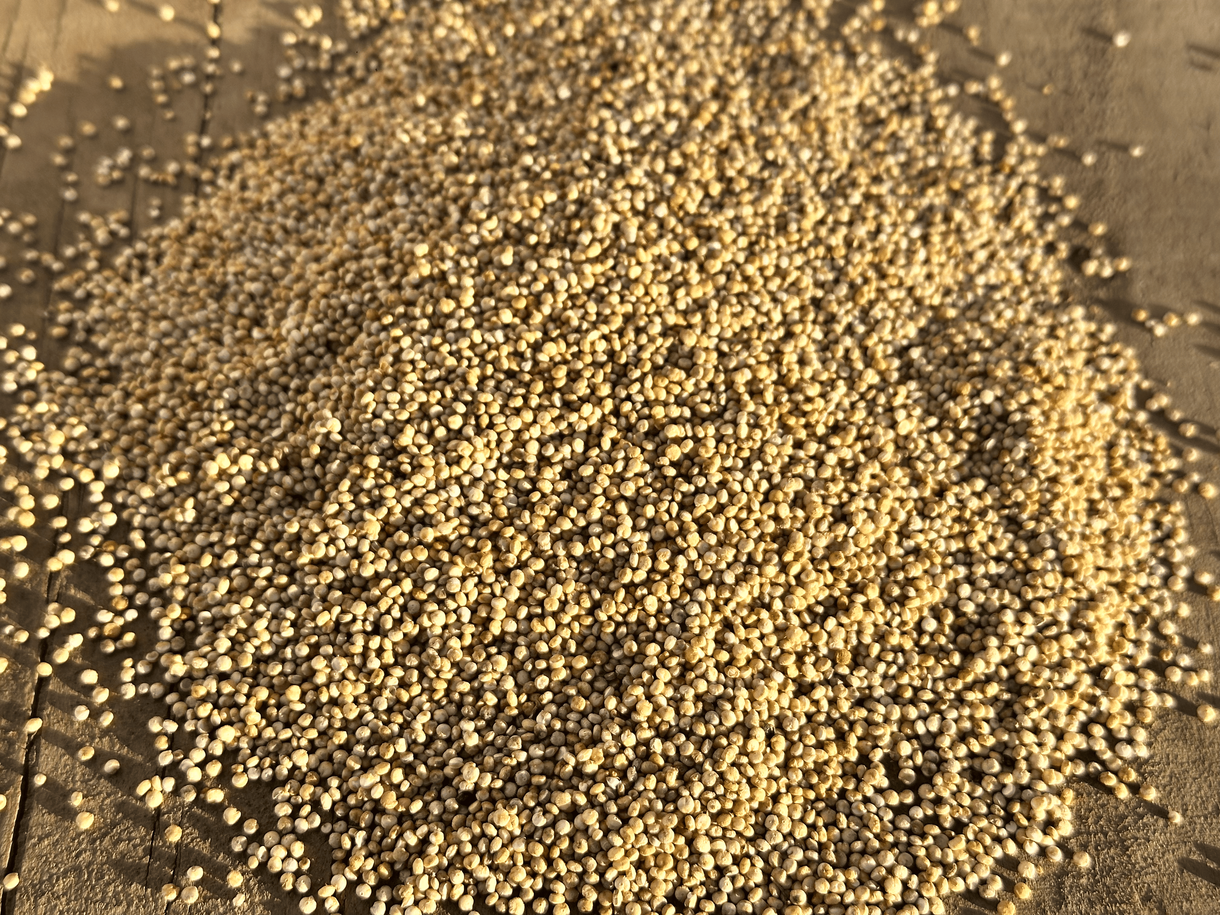 Quinoa procesada desaponificada de Agrícola Kreps