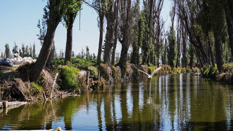 Lake Canals & Wildlife