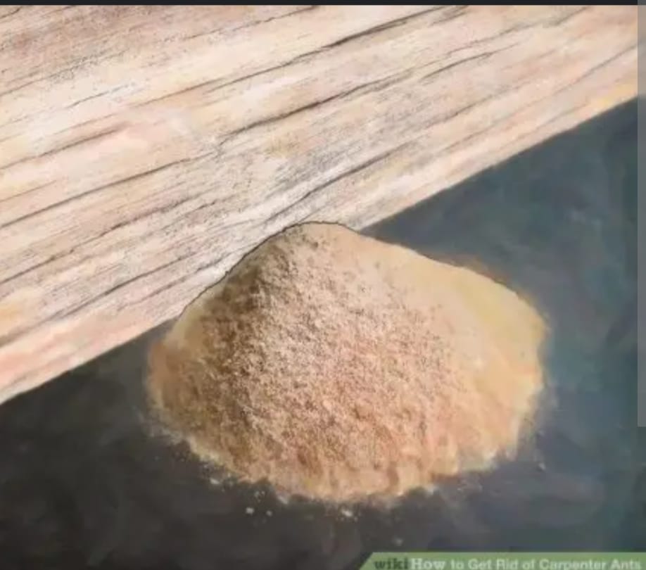 Wood powder deposits indicating active infestation