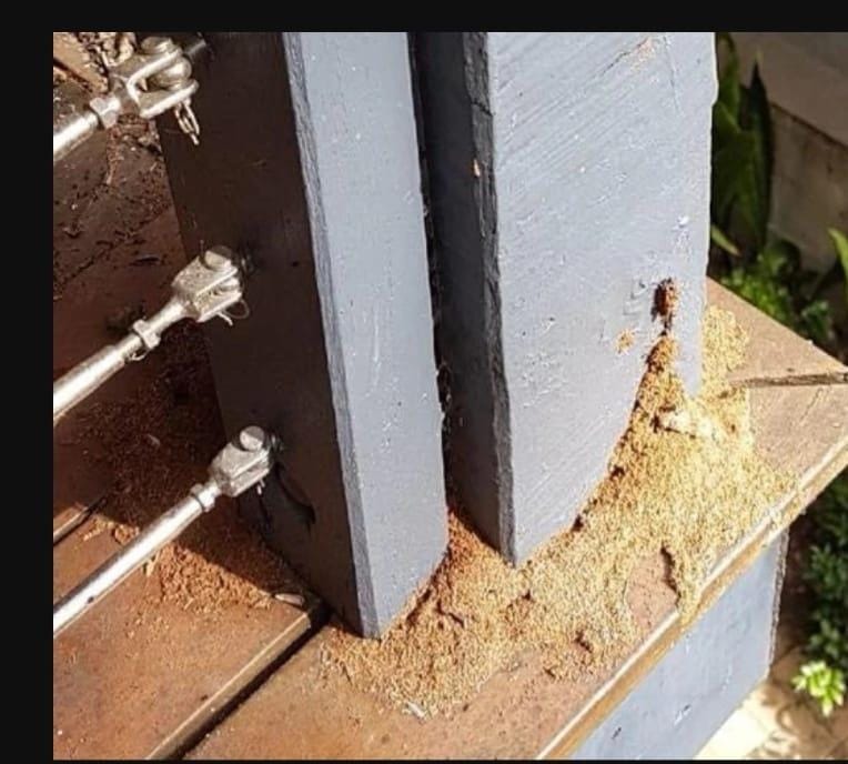 Characteristic borer exit holes with frass