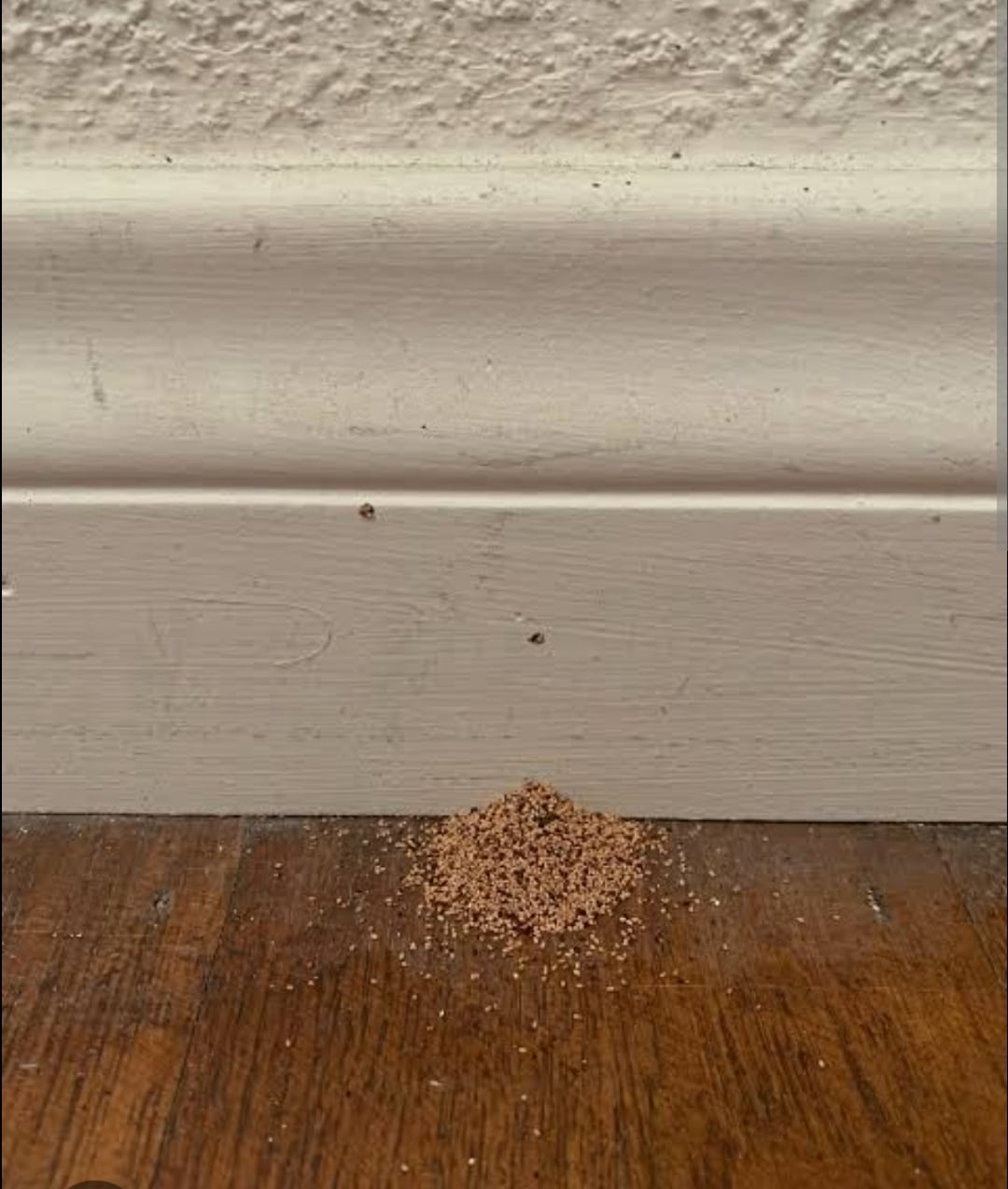 Fine wood dust (frass) near furniture joints